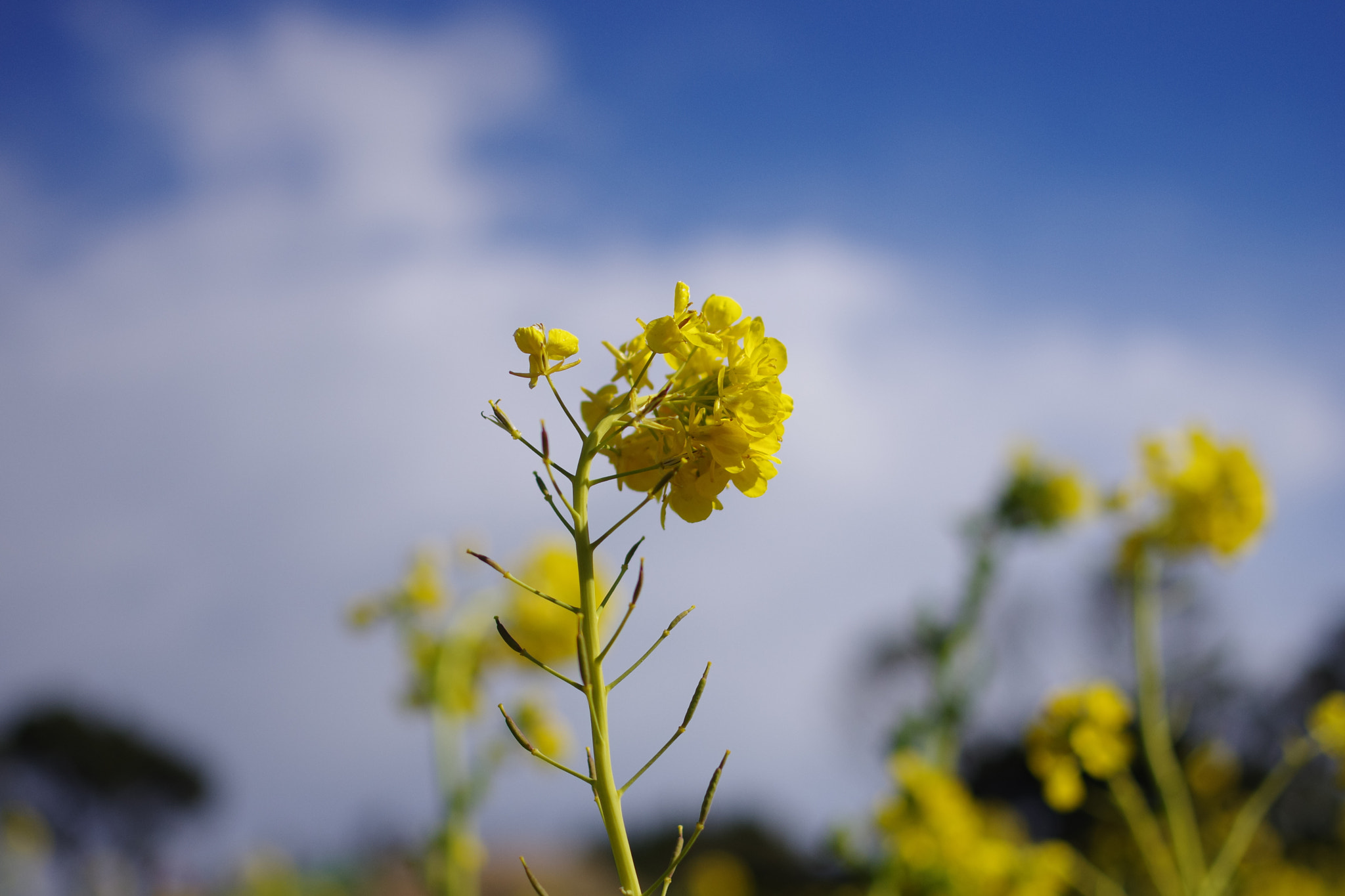 Pentax K-5 II sample photo. Untitled photography