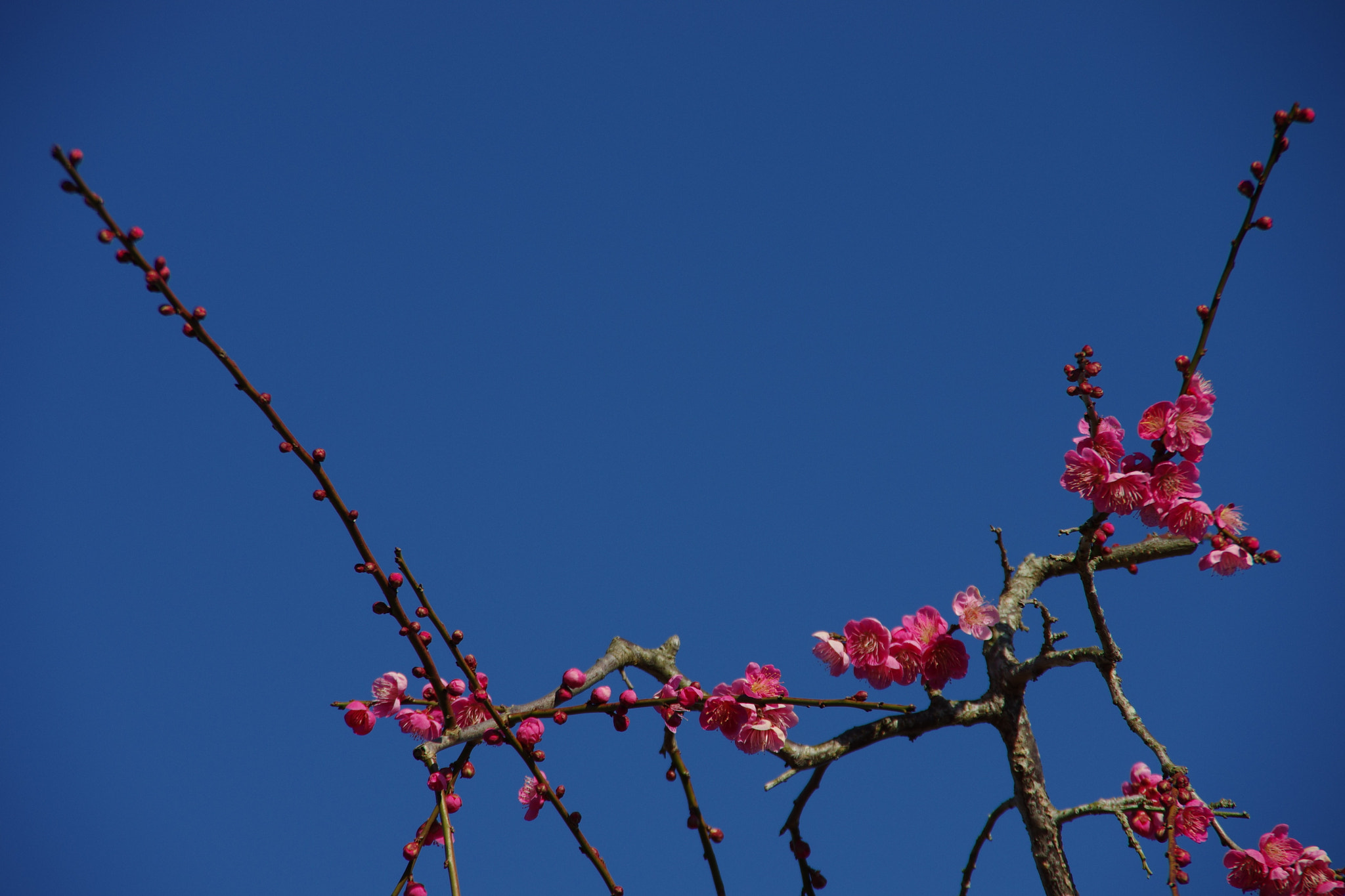 Pentax K-5 II sample photo. Untitled photography
