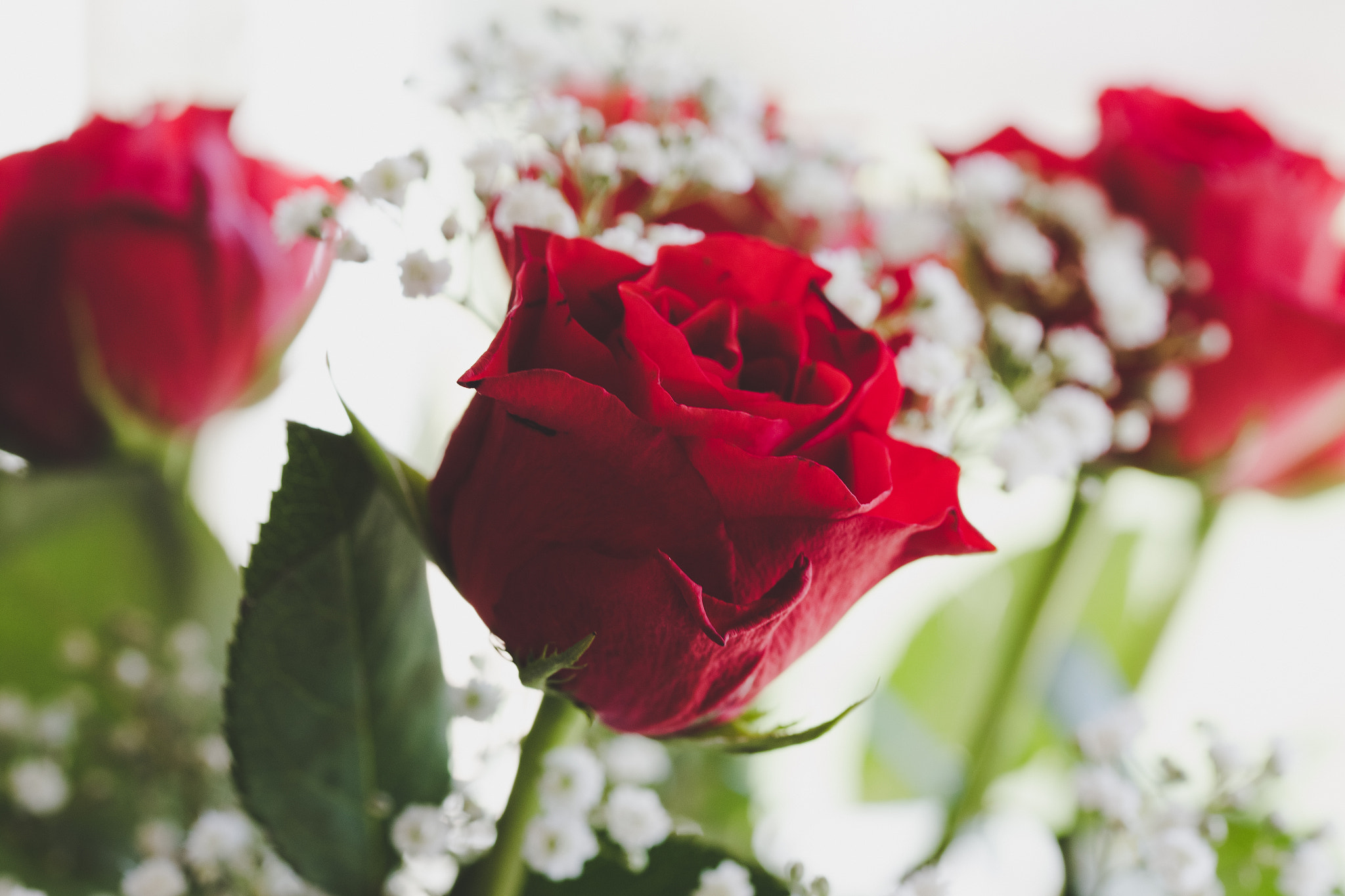Sigma 105mm F2.8 EX DG OS HSM sample photo. Feb outd set rose 1 photography
