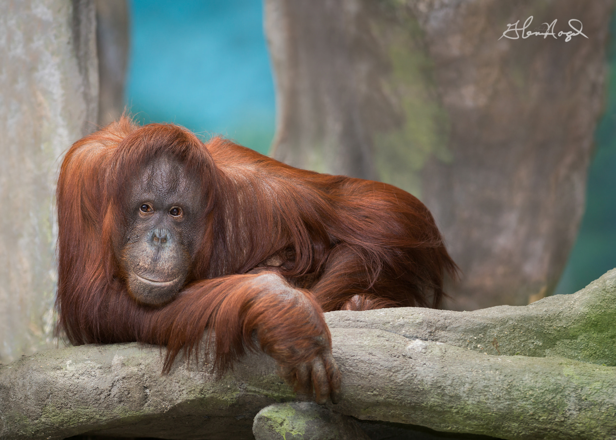 Nikon D800 + Nikon AF-S Nikkor 300mm F2.8G ED-IF VR sample photo. Orangutan photography