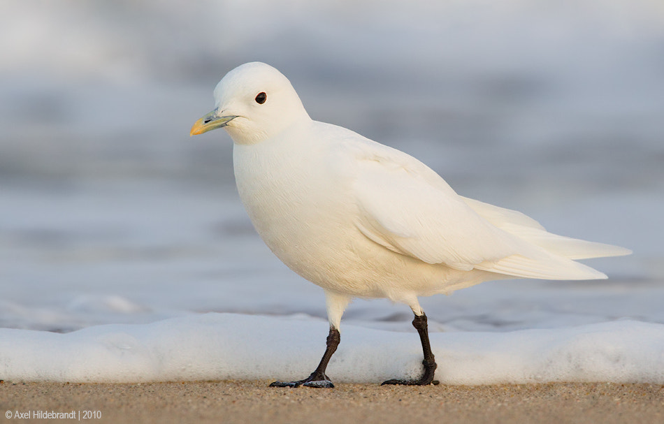 Canon EF 500mm F4L IS USM sample photo. Ivory gull before sunrise photography