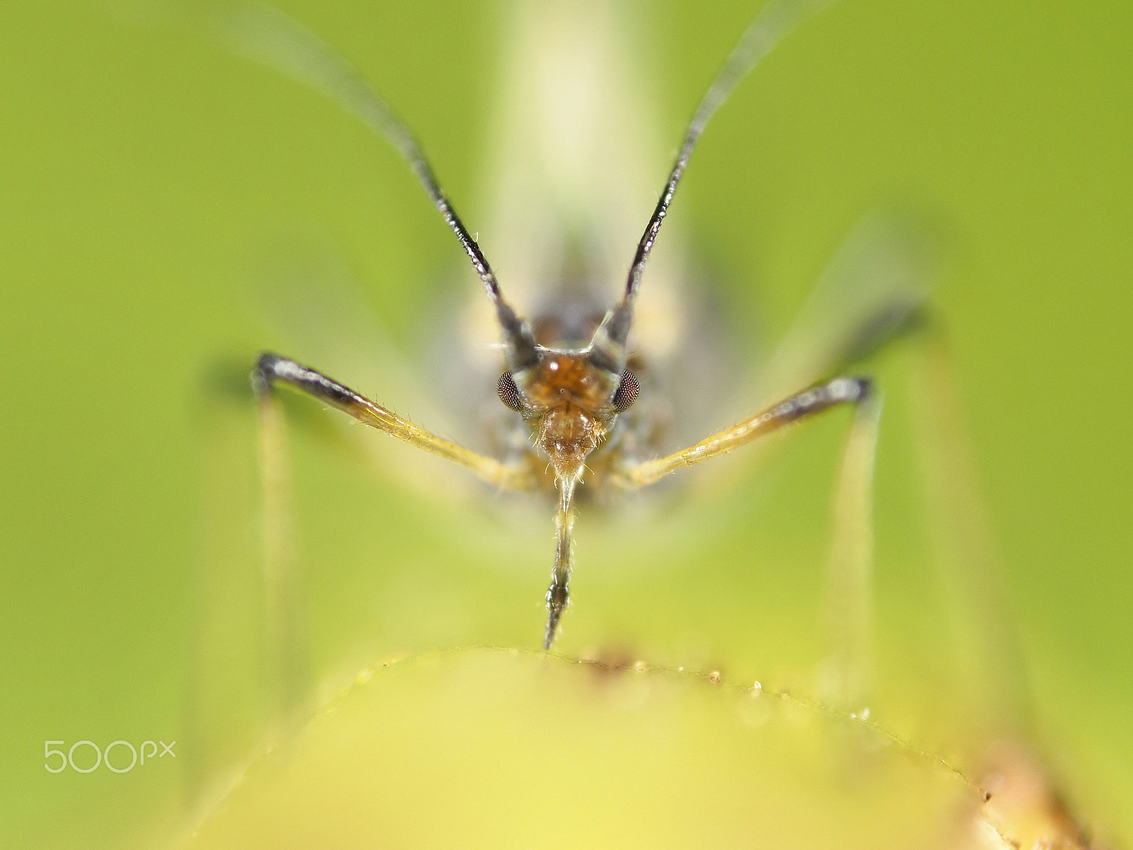 Olympus OM-D E-M1 + OLYMPUS 50mm Lens sample photo. Aphid - plant louse photography