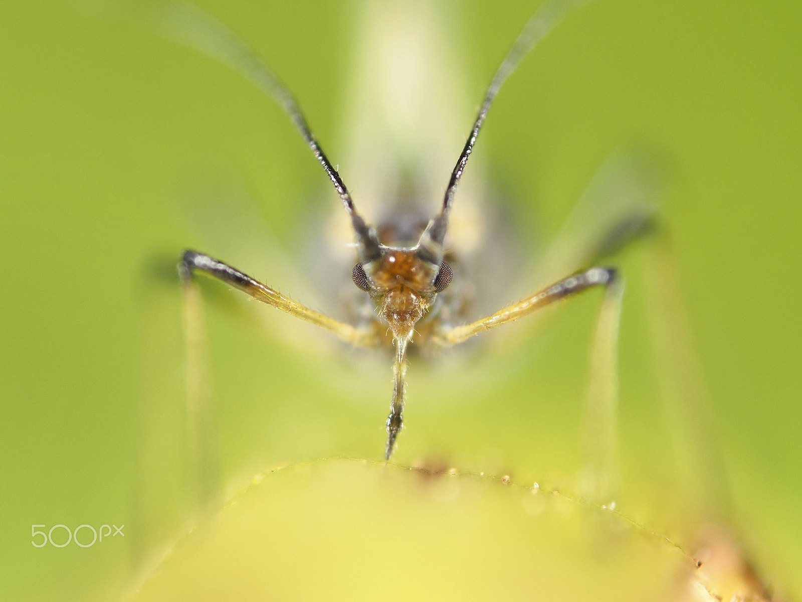 Olympus OM-D E-M1 + OLYMPUS 50mm Lens sample photo. Aphid - plant louse photography