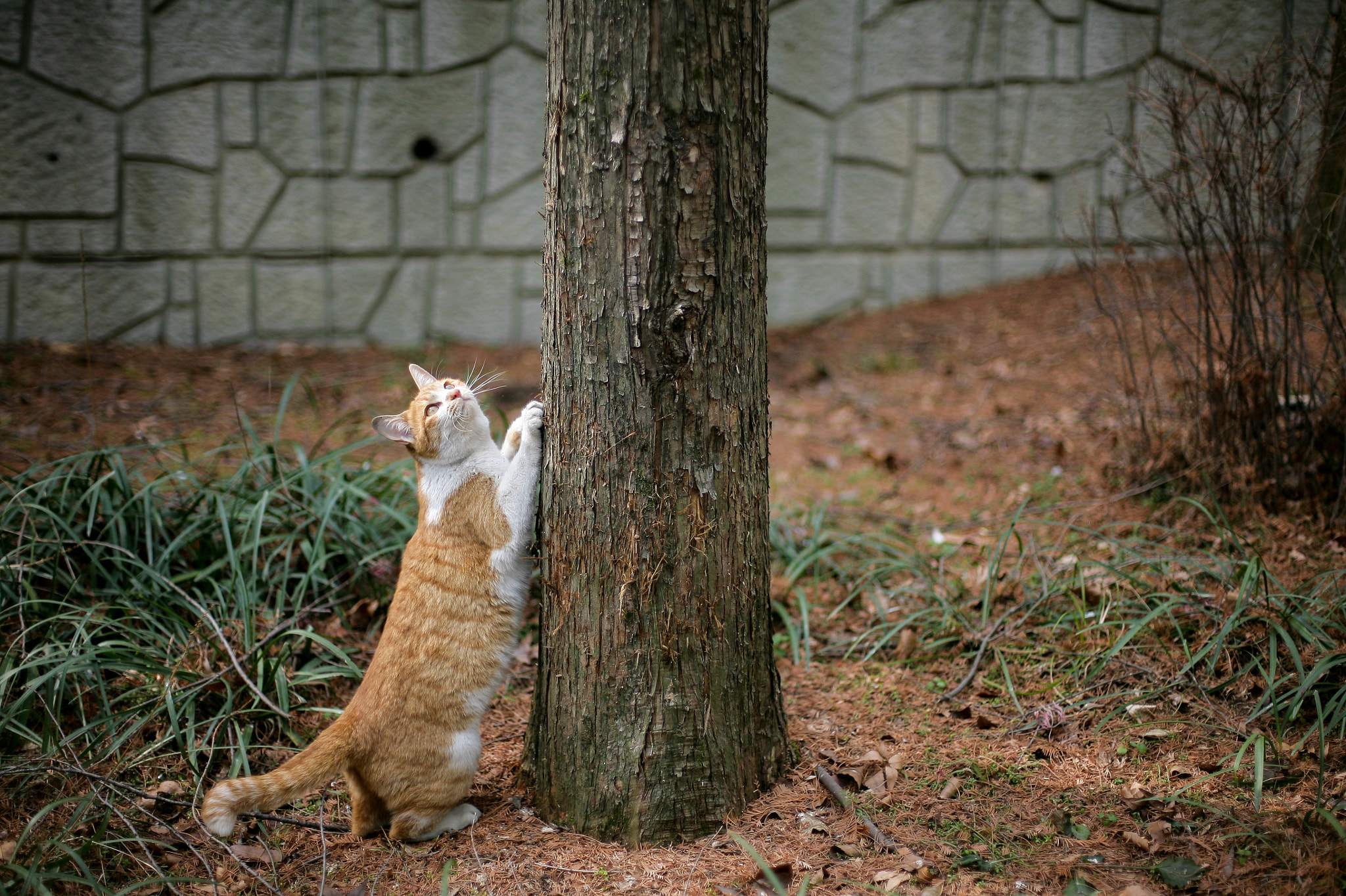 Canon EOS 5D + Canon EF 50mm F1.4 USM sample photo. Img photography