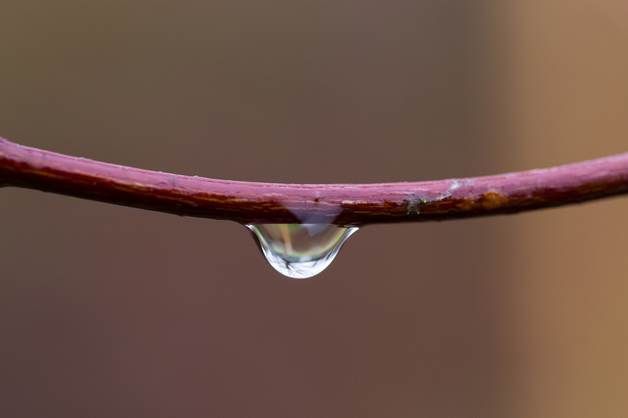 Sigma 105mm F2.8 EX DG OS HSM sample photo. Jan macro water drop 3 photography