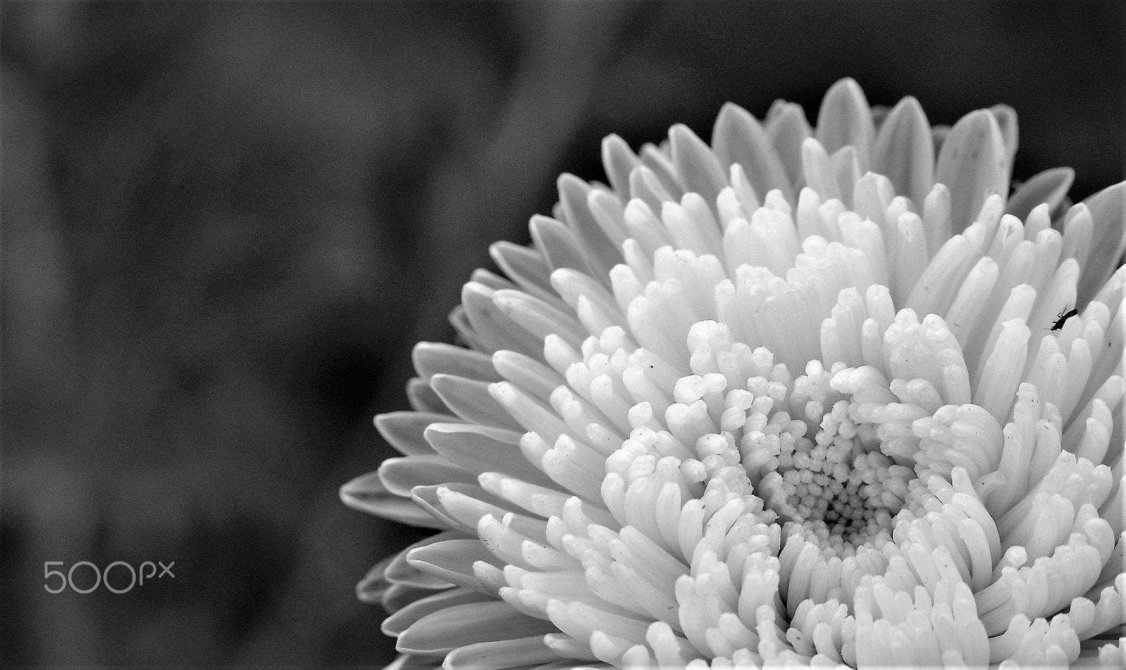 Tamron SP AF 60mm F2 Di II LD IF Macro sample photo. Black and white chrysanthemum photography
