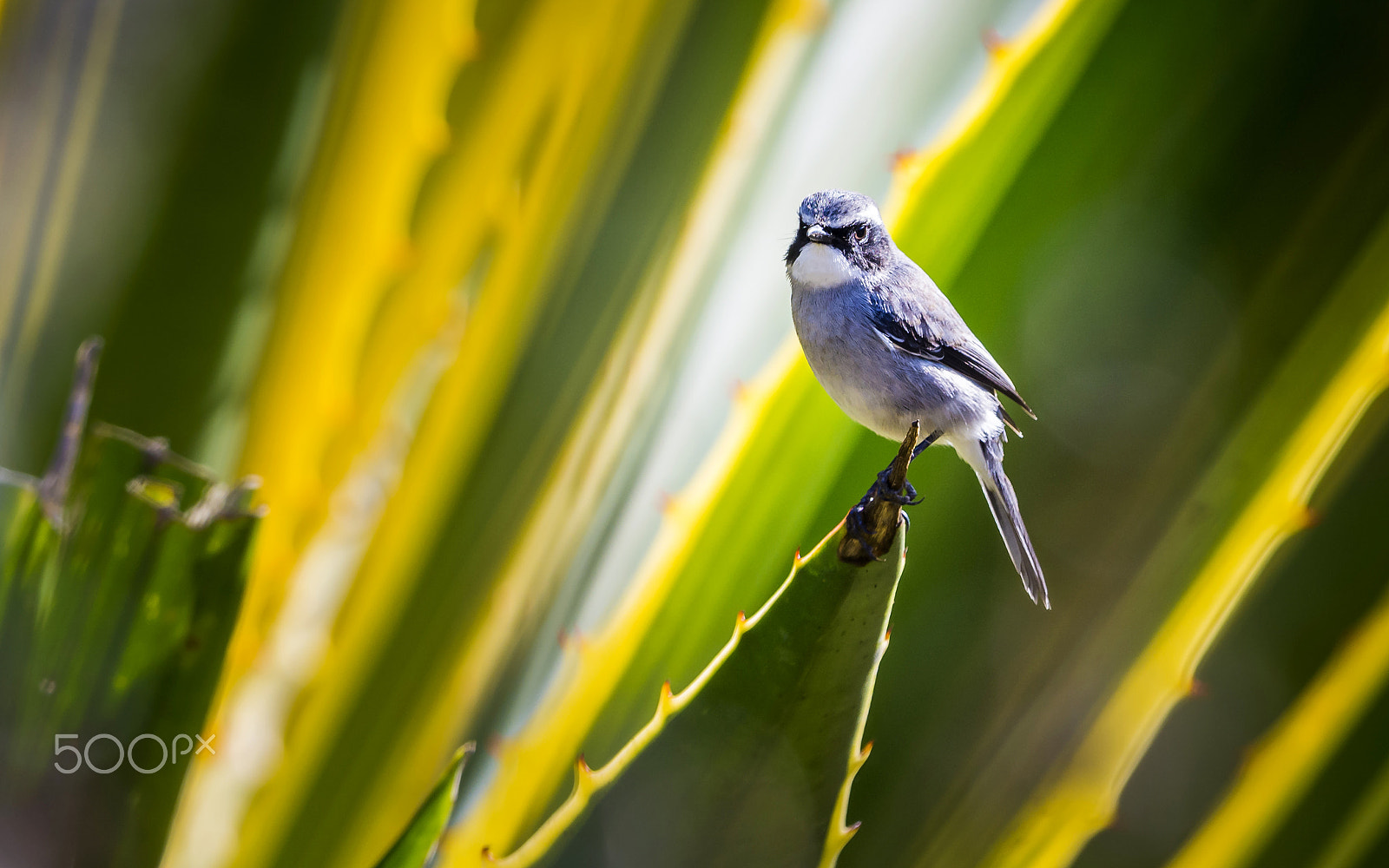 Nikon D7100 + Nikon AF-S Nikkor 500mm F4G ED VR sample photo. Grey bushchat : bird in thailand photography