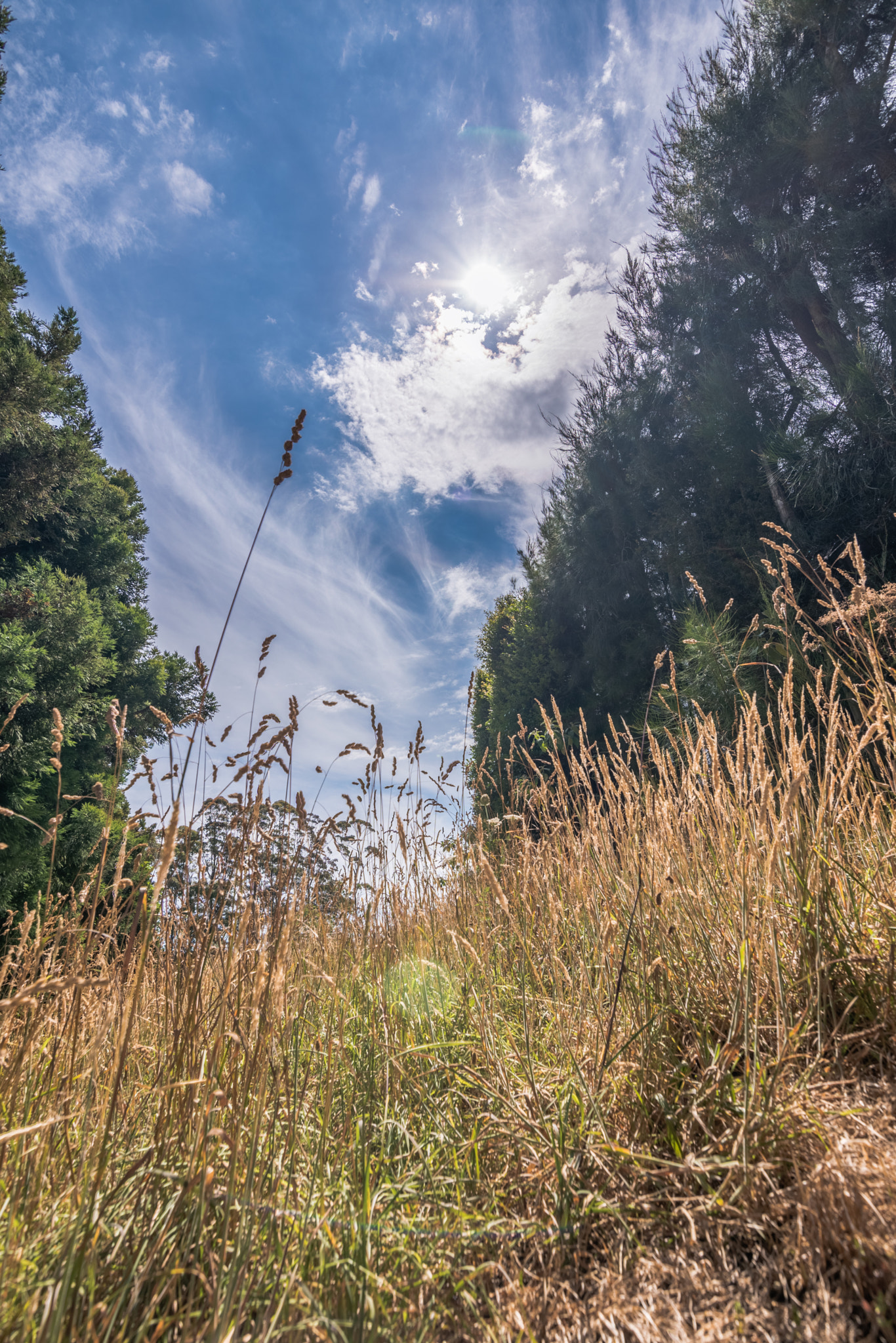Nikon D5500 sample photo
