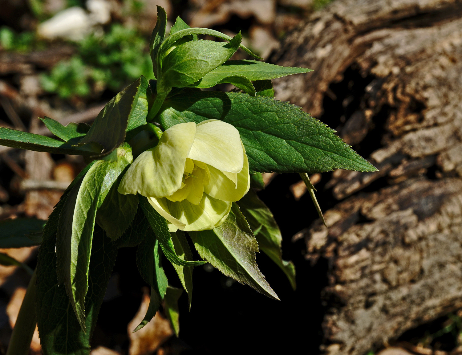 Sony a7R II + 100mm F2.8 SSM sample photo. Hellebore photography