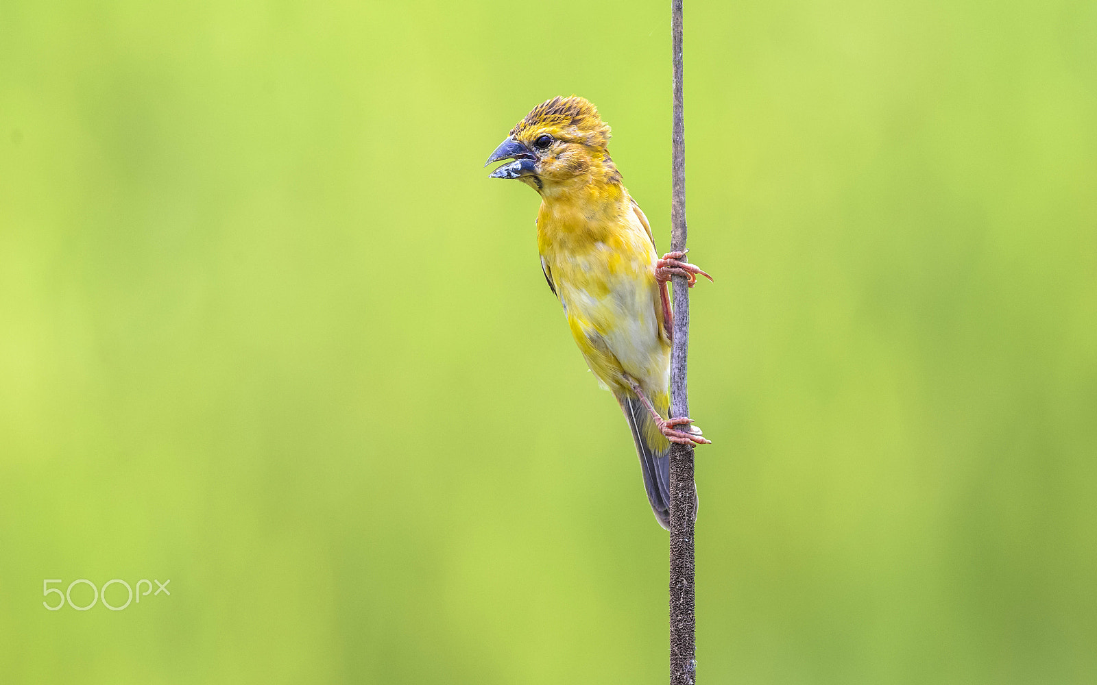 Nikon D7000 + Nikon AF-S Nikkor 300mm F4D ED-IF sample photo. Asian golden weaver : bird in thailand photography