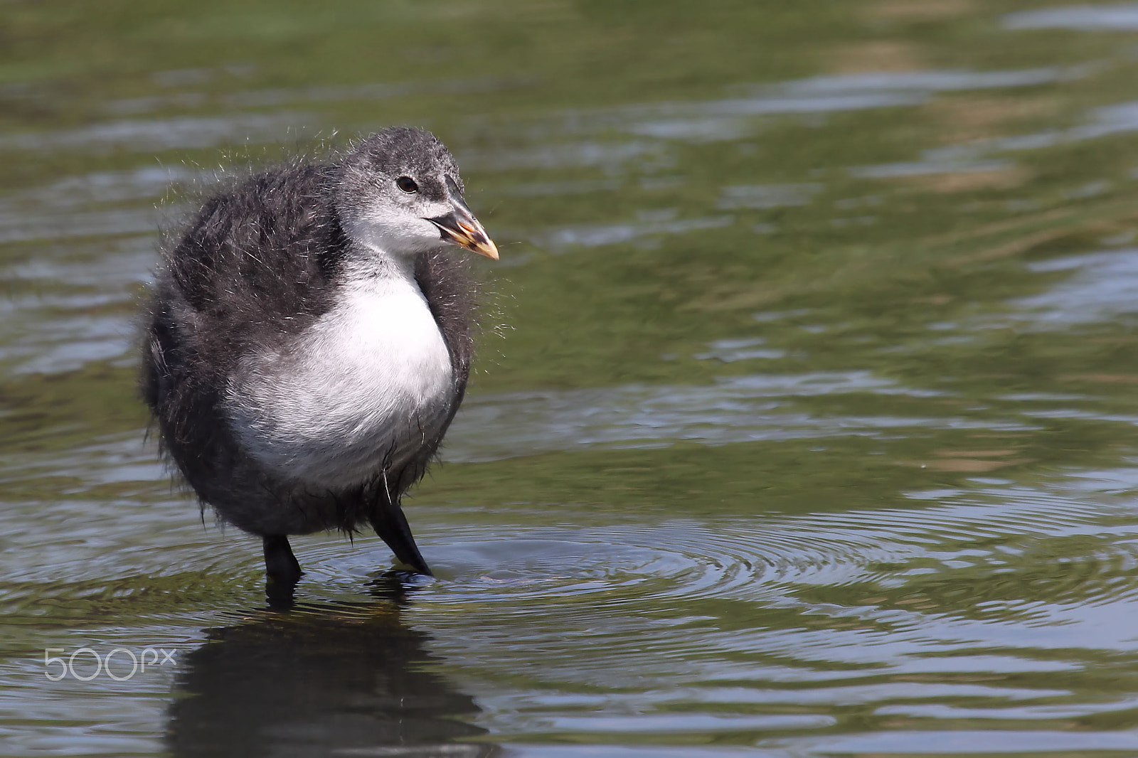 Canon EOS 60D + Canon EF 100-400mm F4.5-5.6L IS USM sample photo. Coot chick photography