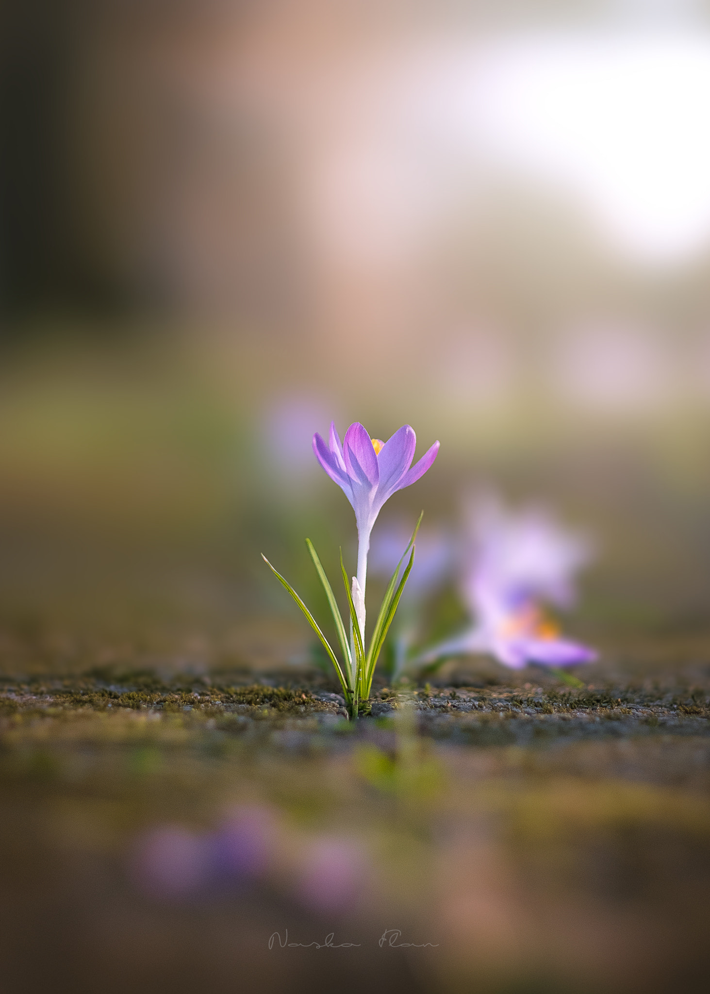 Fujifilm X-T2 + Fujifilm XF 56mm F1.2 R APD sample photo. Crokus photography