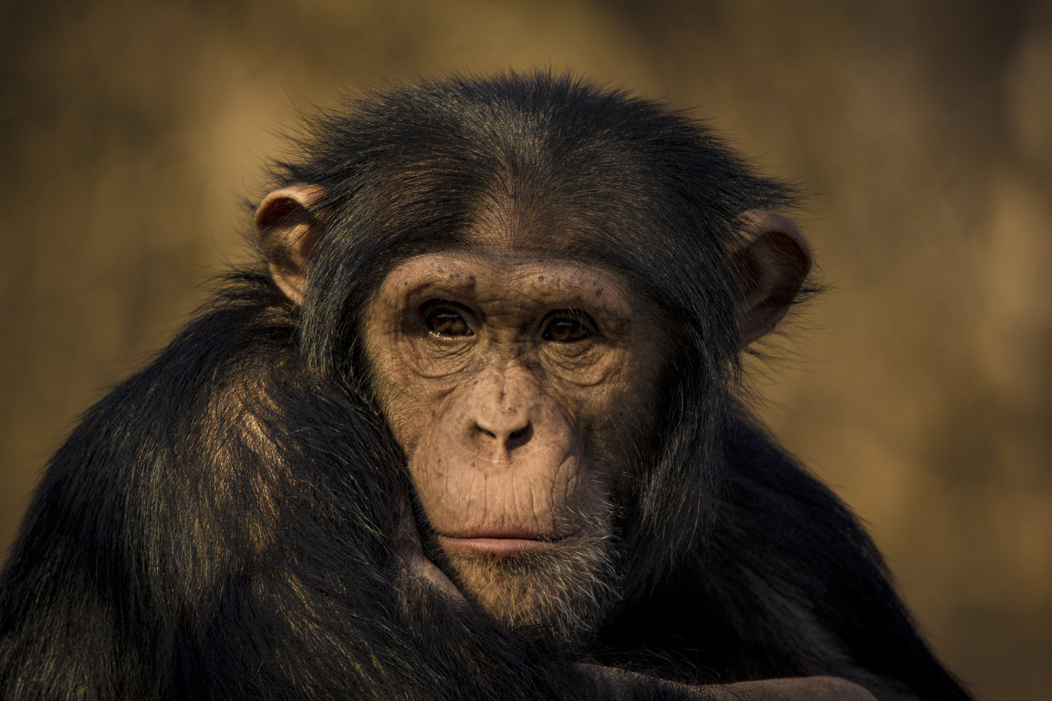 150-600mm F5-6.3 DG OS HSM | Sports 014 sample photo. Chimp portrait photography