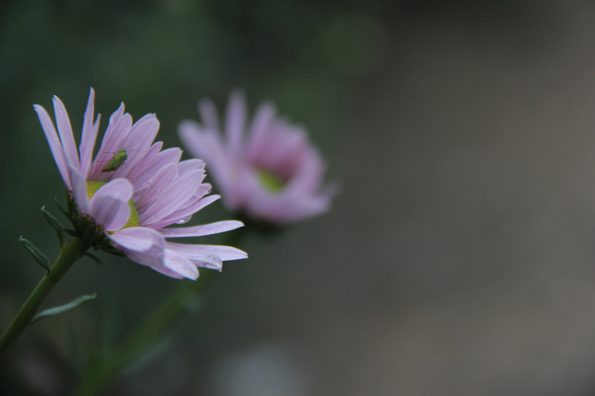 Canon EF-S 18-200mm F3.5-5.6 IS sample photo. 고향의```사랑스러운꽃^^ photography