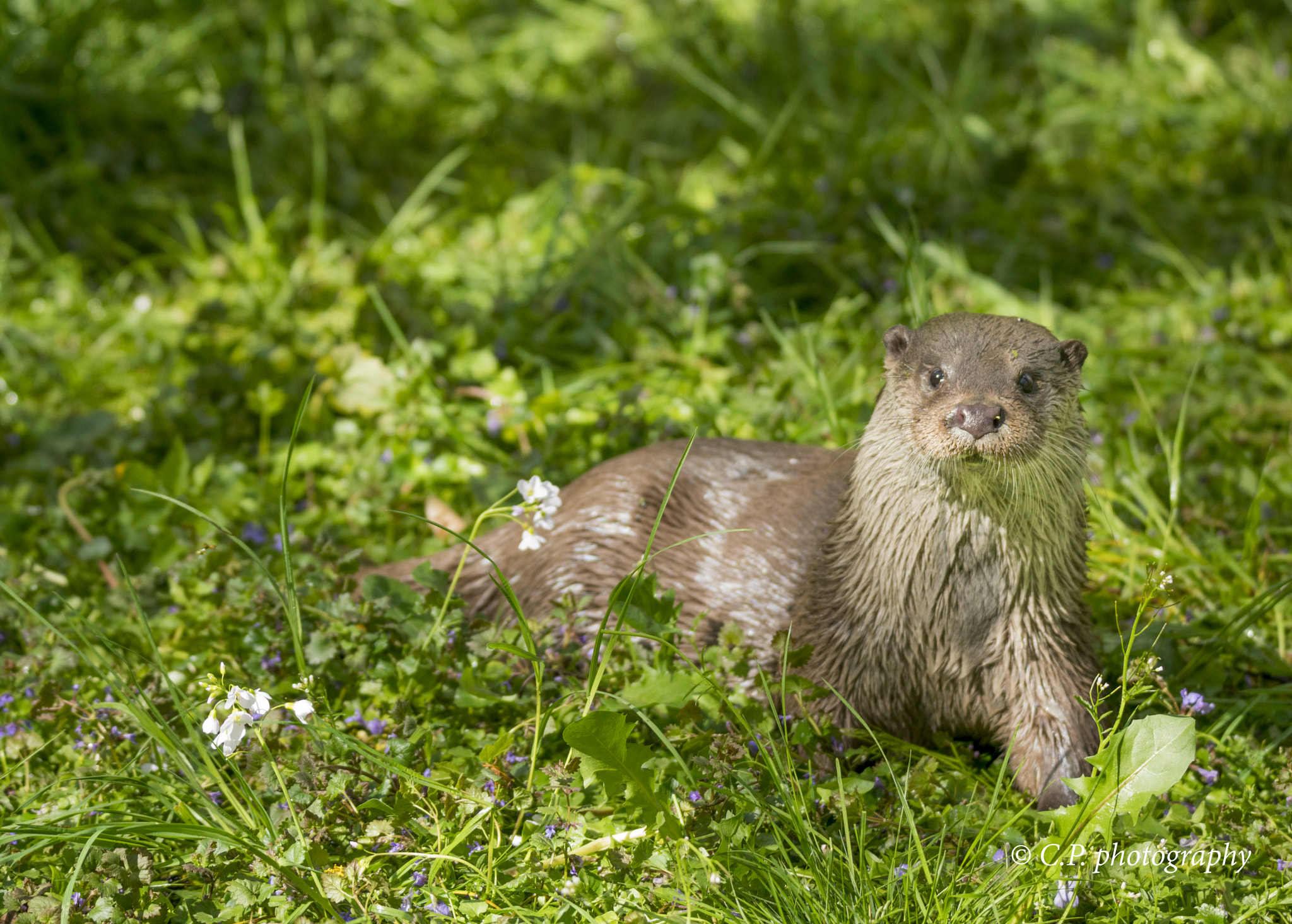 Sony a6300 + Tamron SP 150-600mm F5-6.3 Di VC USD sample photo. Otter photography