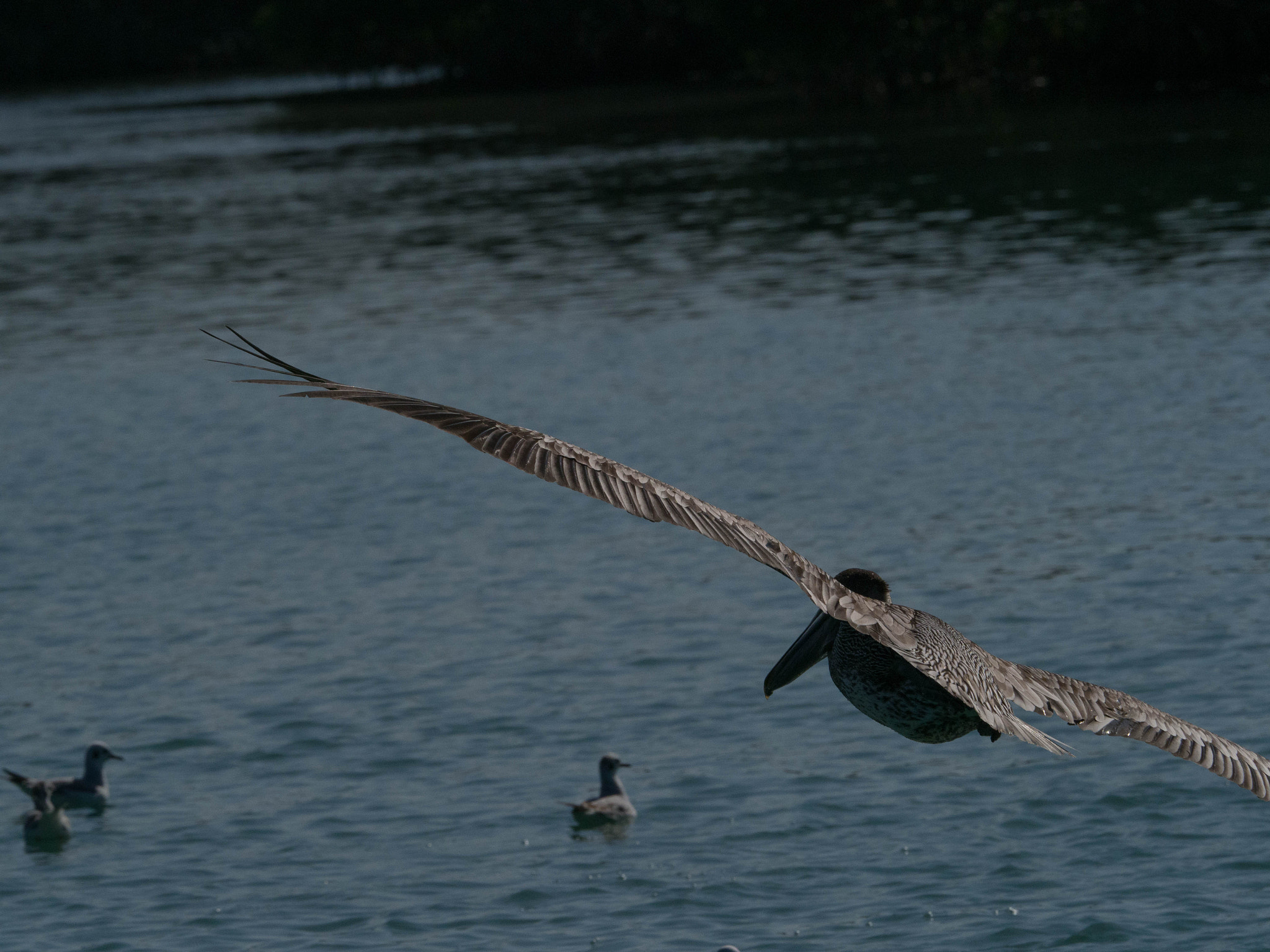 Olympus OM-D E-M1 Mark II + Olympus M.Zuiko Digital ED 40-150mm F2.8 Pro sample photo. Final approach photography