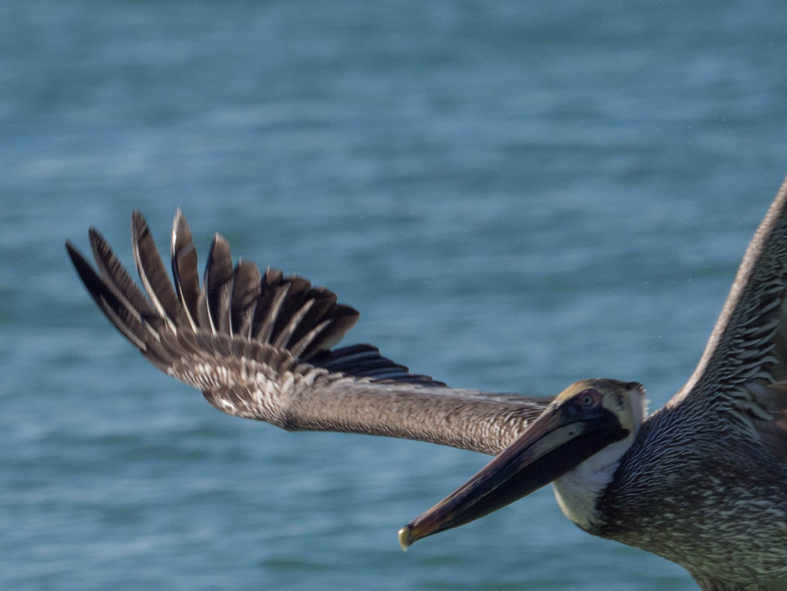 Olympus OM-D E-M1 Mark II + Olympus M.Zuiko Digital ED 40-150mm F2.8 Pro sample photo. Fly by photography