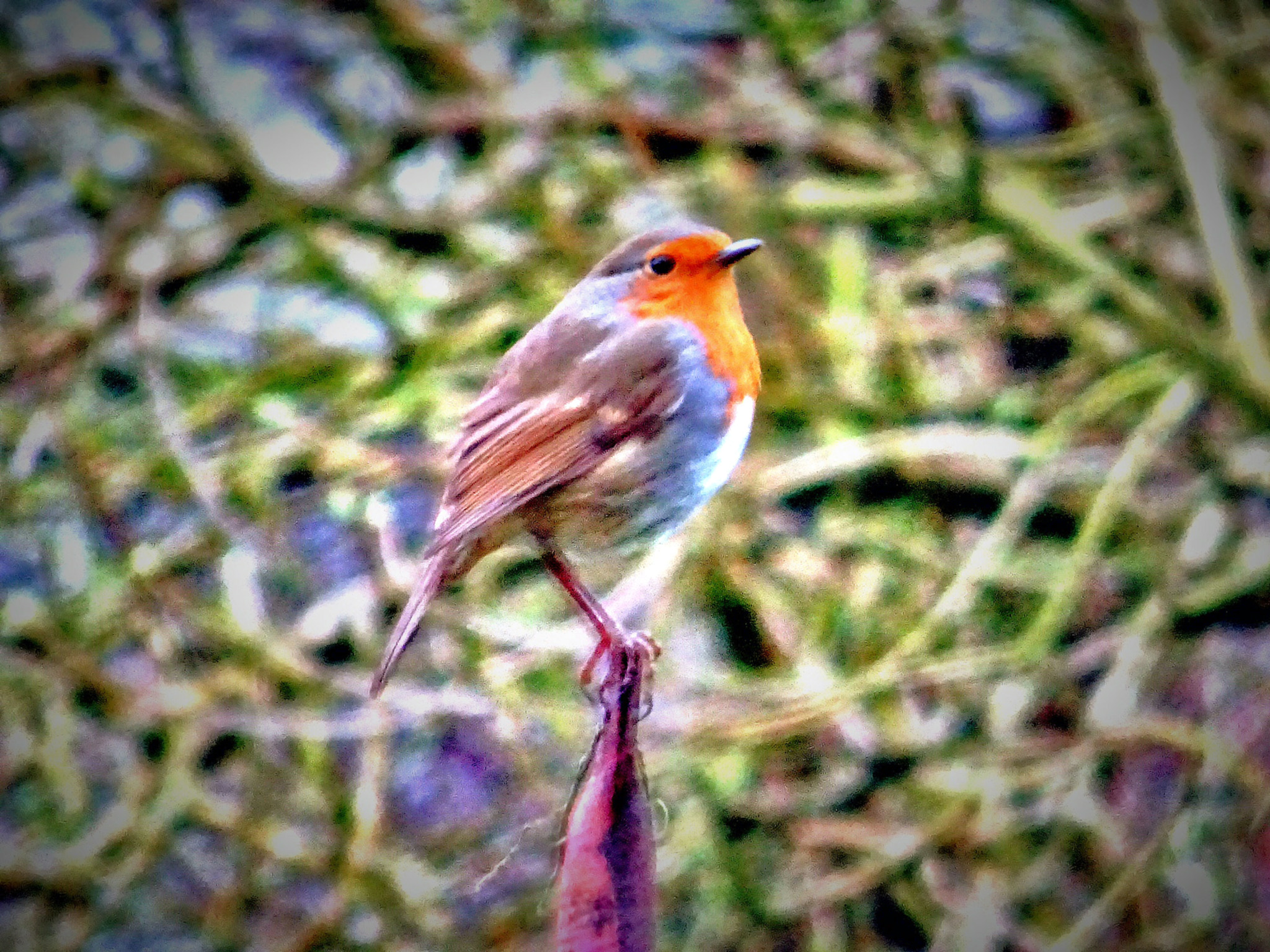 Minolta AF 28-85mm F3.5-4.5 New sample photo. Robin in pole position photography