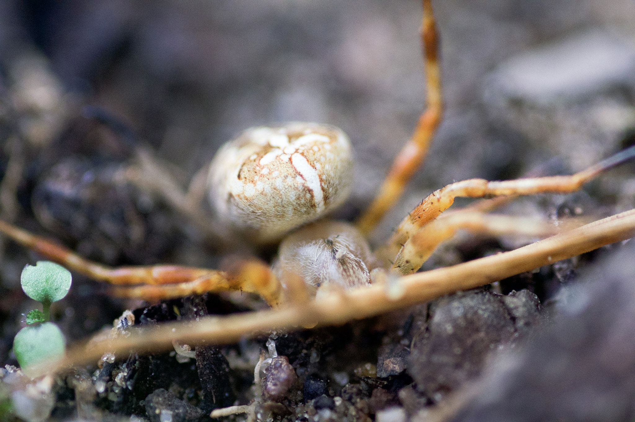 Sony Alpha DSLR-A580 sample photo. Cross spider photography