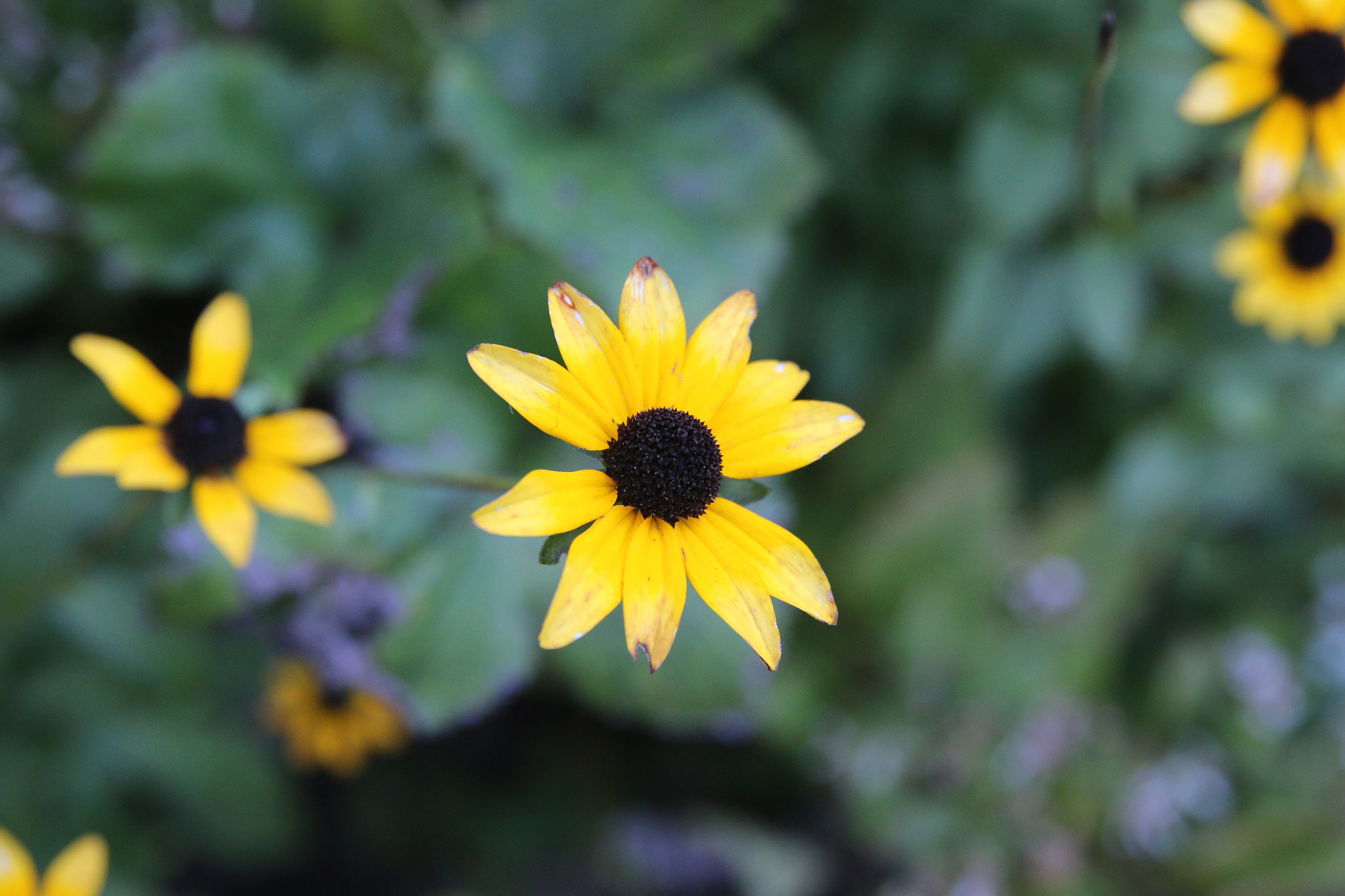 Canon EF 24-70mm F2.8L II USM sample photo. Flower photography