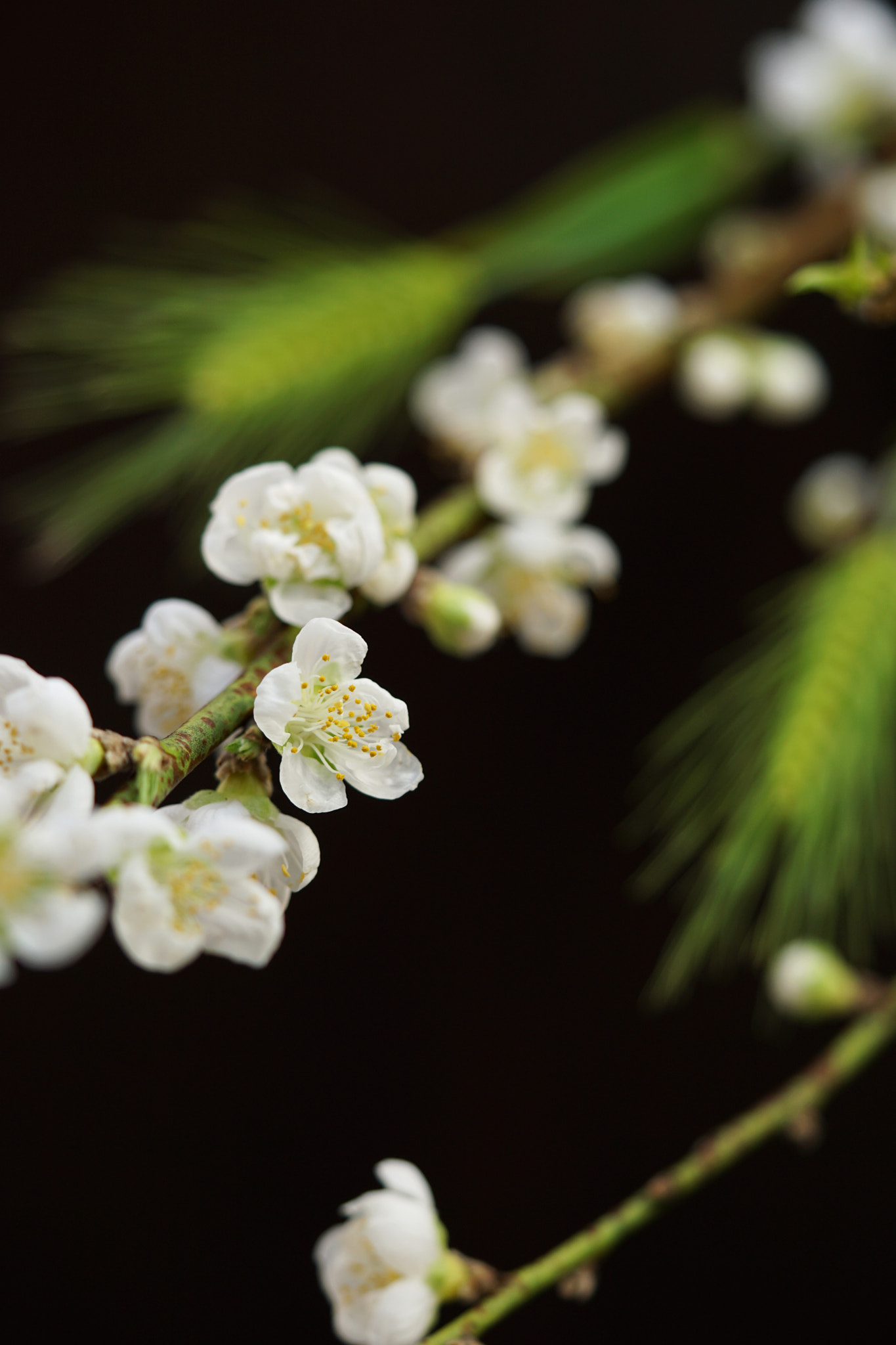 Sony a6000 + Sony FE 90mm F2.8 Macro G OSS sample photo. Peach flower photography
