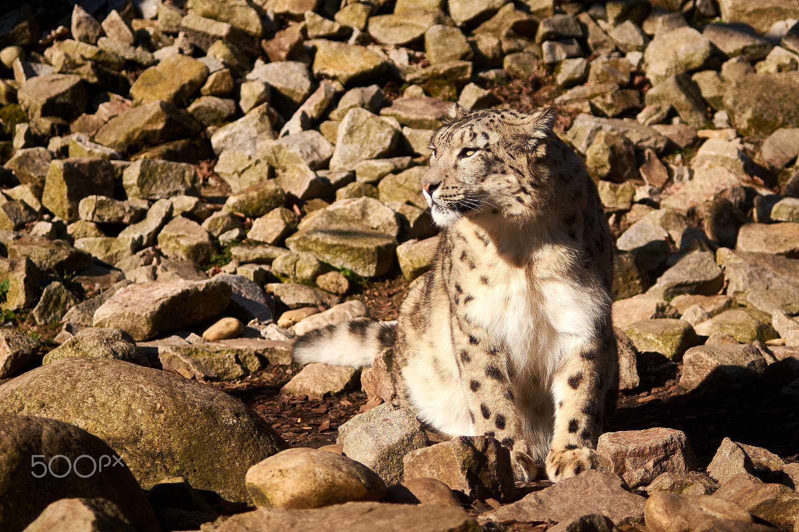 35-70mm F4 sample photo. Snow leopard in zoo karlsruhe photography
