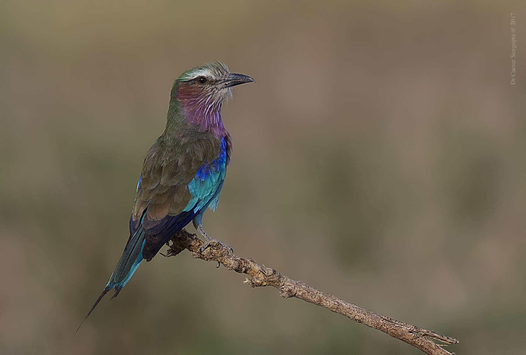 Canon EOS-1D X sample photo. Lilac breasted roller photography