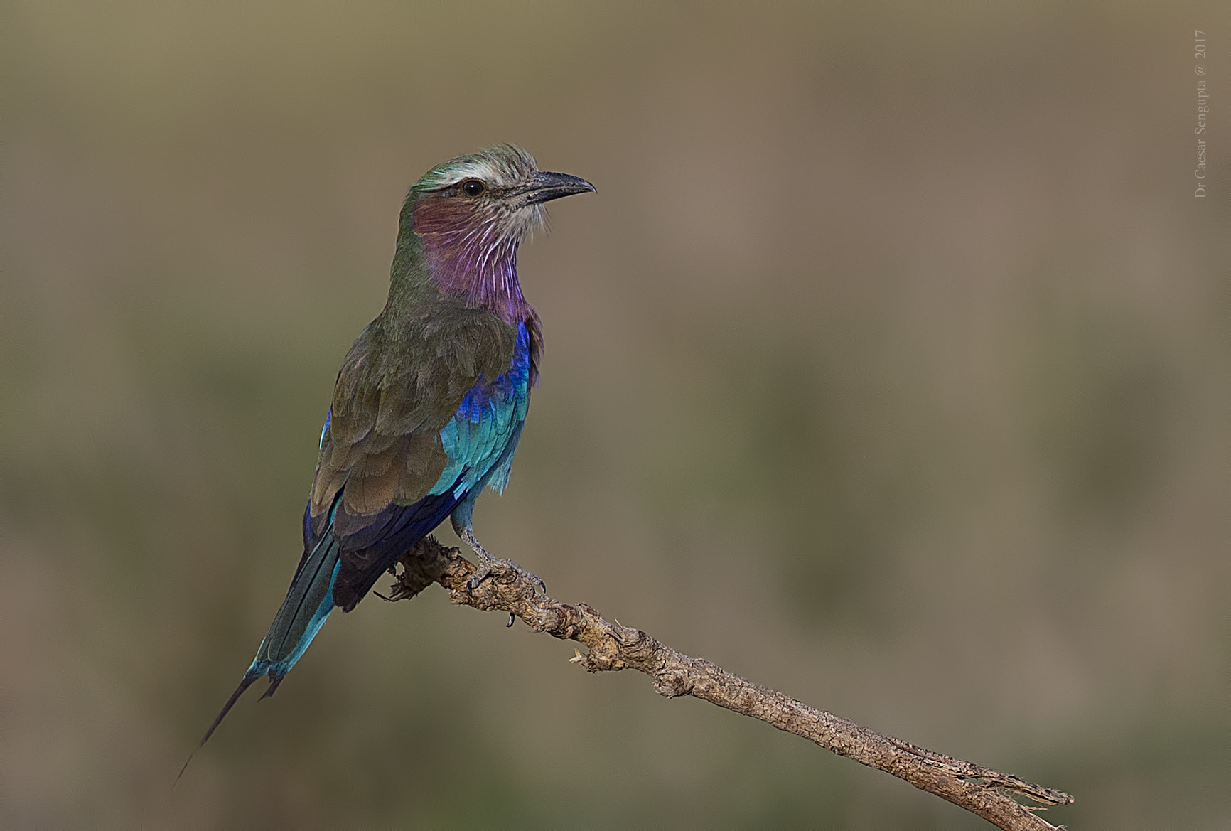 Canon EOS-1D X + Canon EF 500mm F4L IS USM sample photo. Lilac breasted roller photography