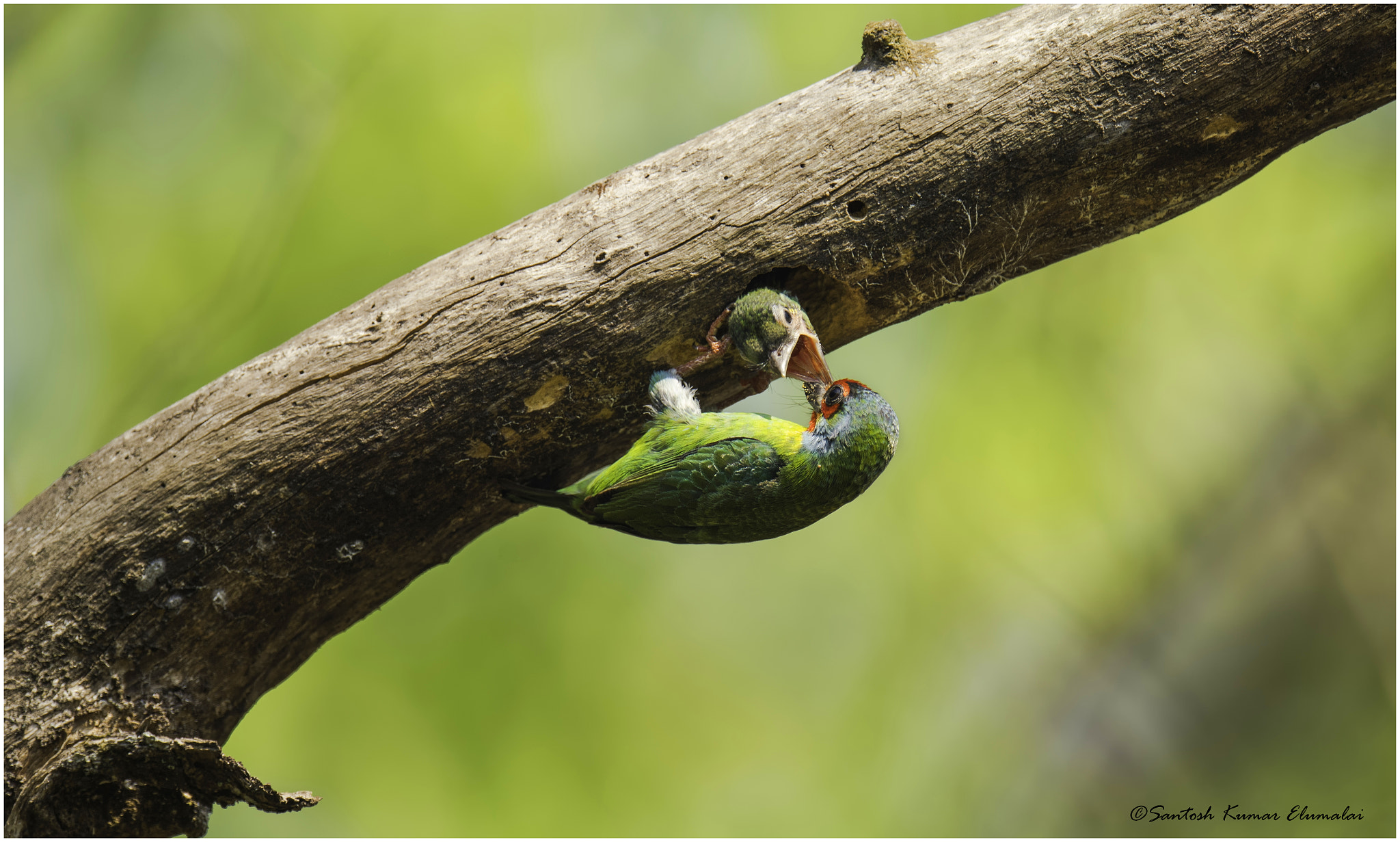 Canon EF 800mm F5.6L IS USM sample photo. Malabar barbet photography