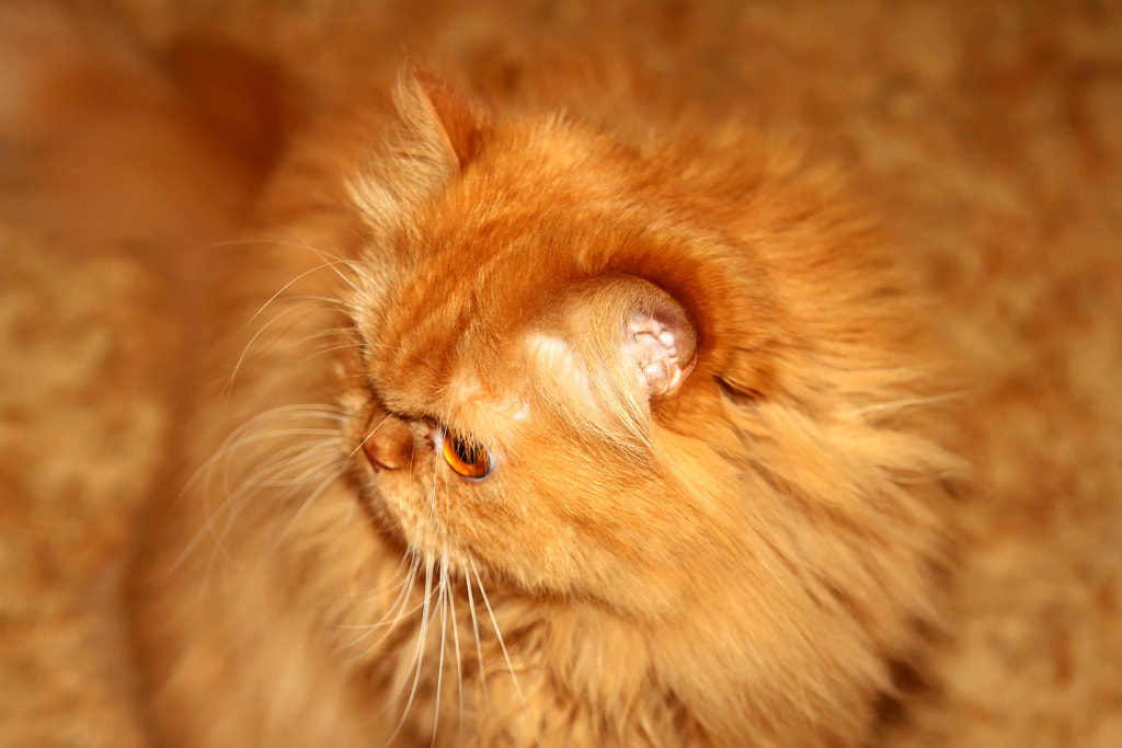 red cat, автор — Nick Patrin на 500px.com