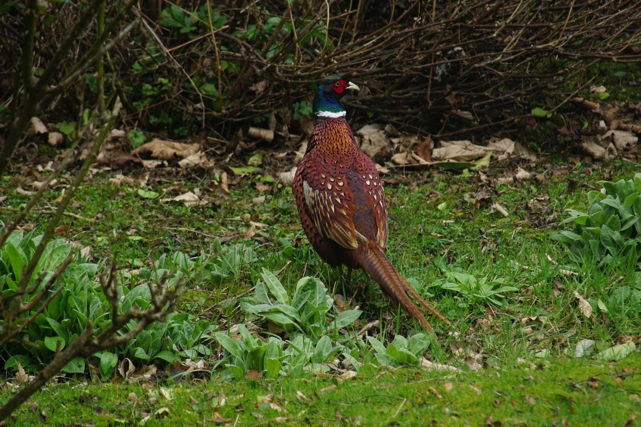 Sony ILCA-77M2 + Tamron Lens (255) sample photo. Pheasant fellow photography