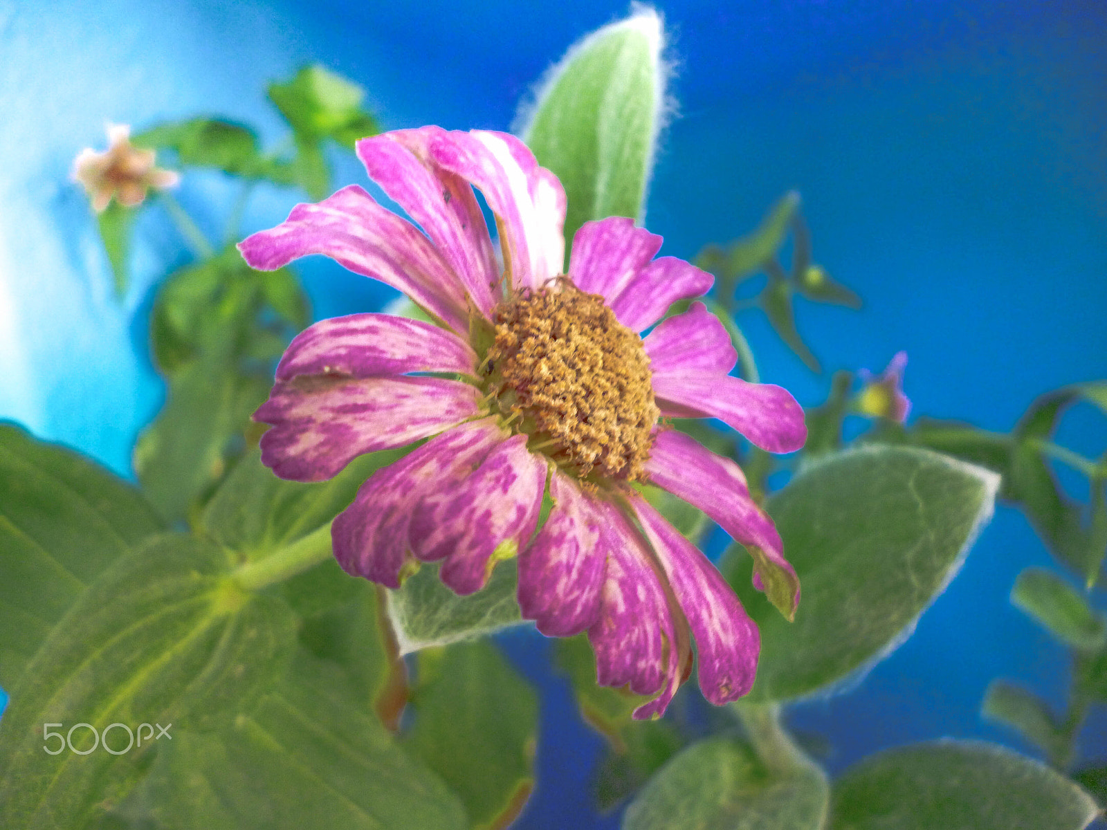 Panasonic DMC-S2 sample photo. The pink flower photography