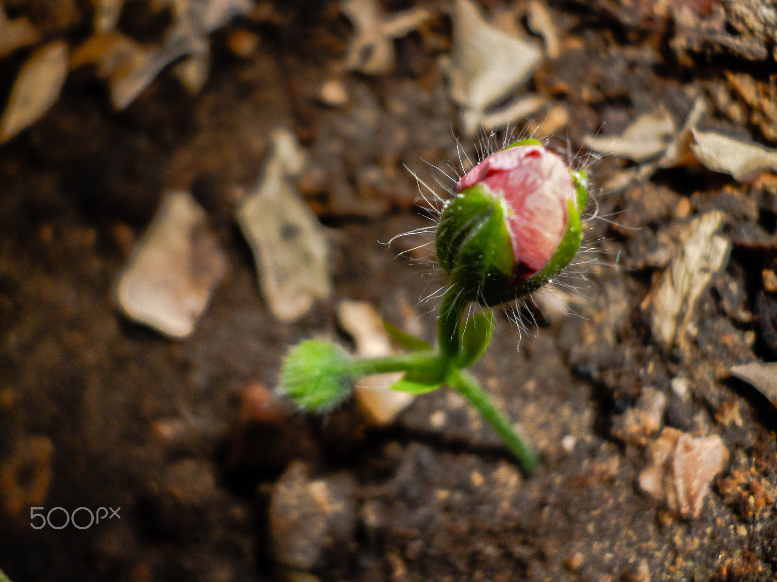 Panasonic DMC-S2 sample photo. Flower detail photography