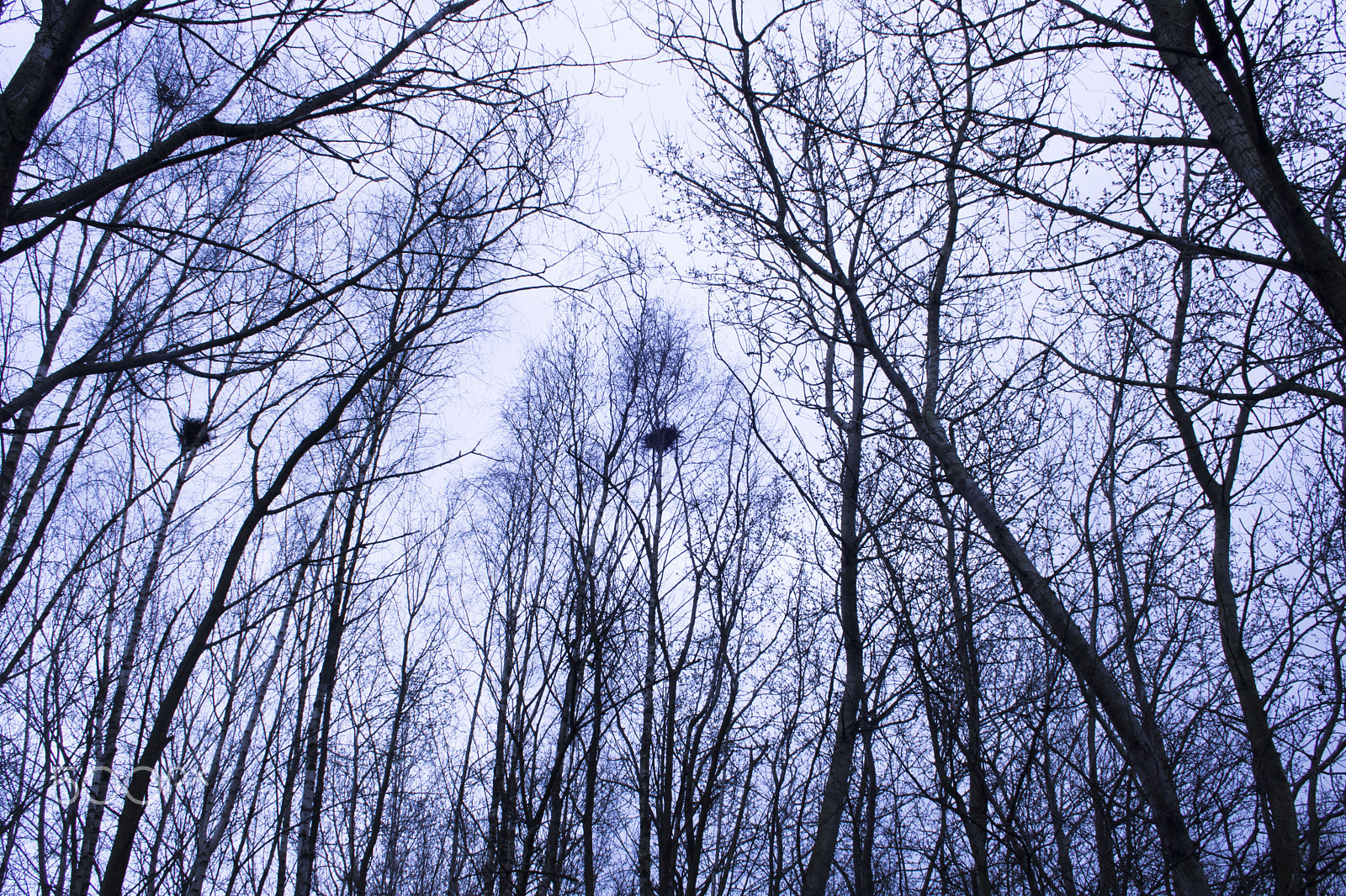 Canon EF-S 18-55mm F3.5-5.6 II sample photo. Trees photography