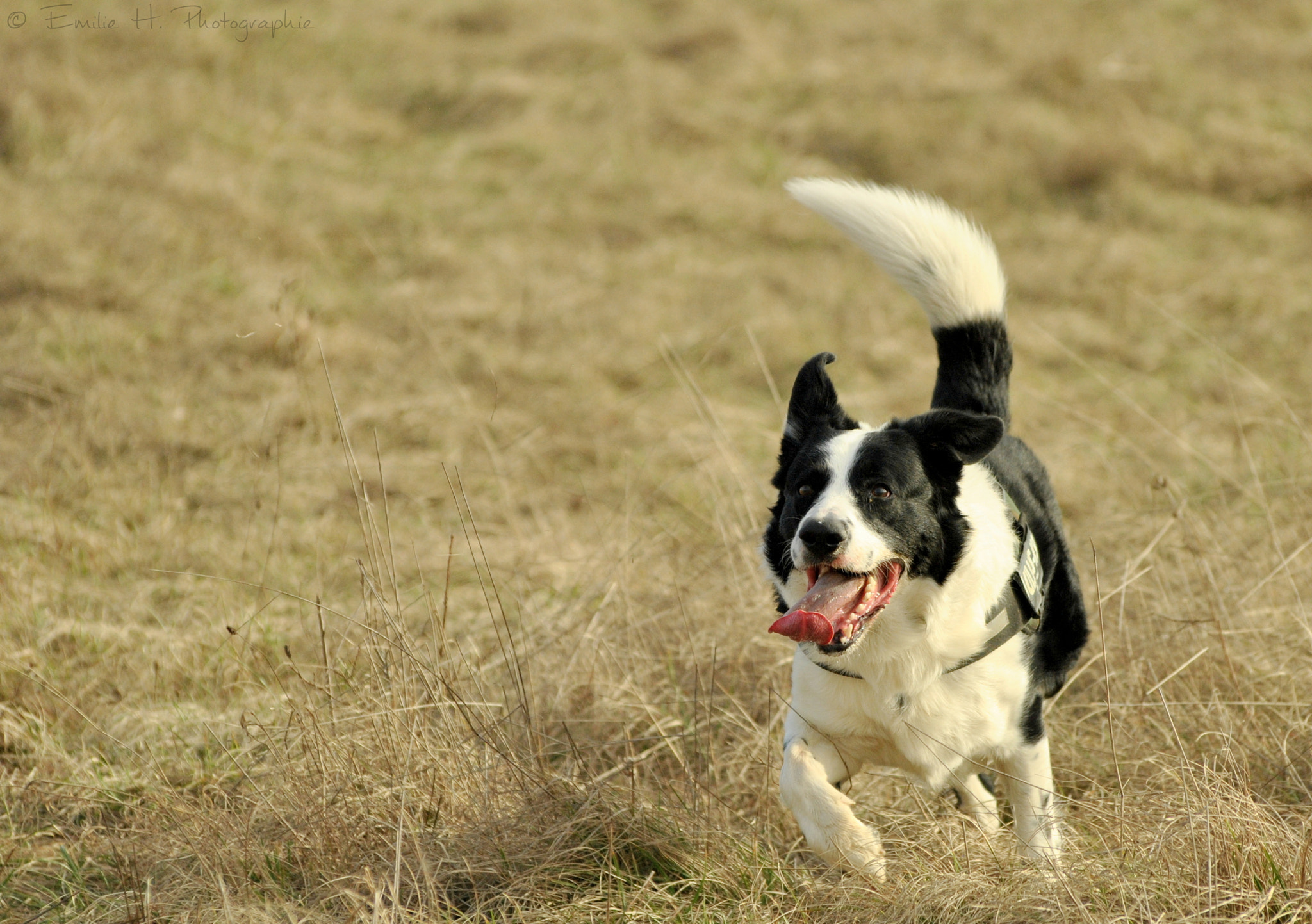 Sigma 70-300mm F4-5.6 APO DG Macro sample photo. Border collie photography