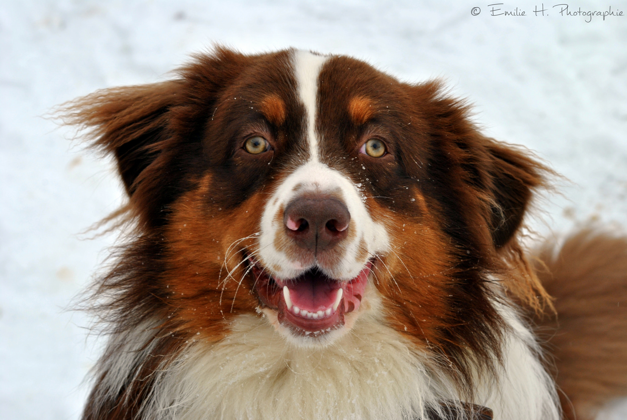 Sigma 70-300mm F4-5.6 APO DG Macro sample photo. Australian shepherd photography