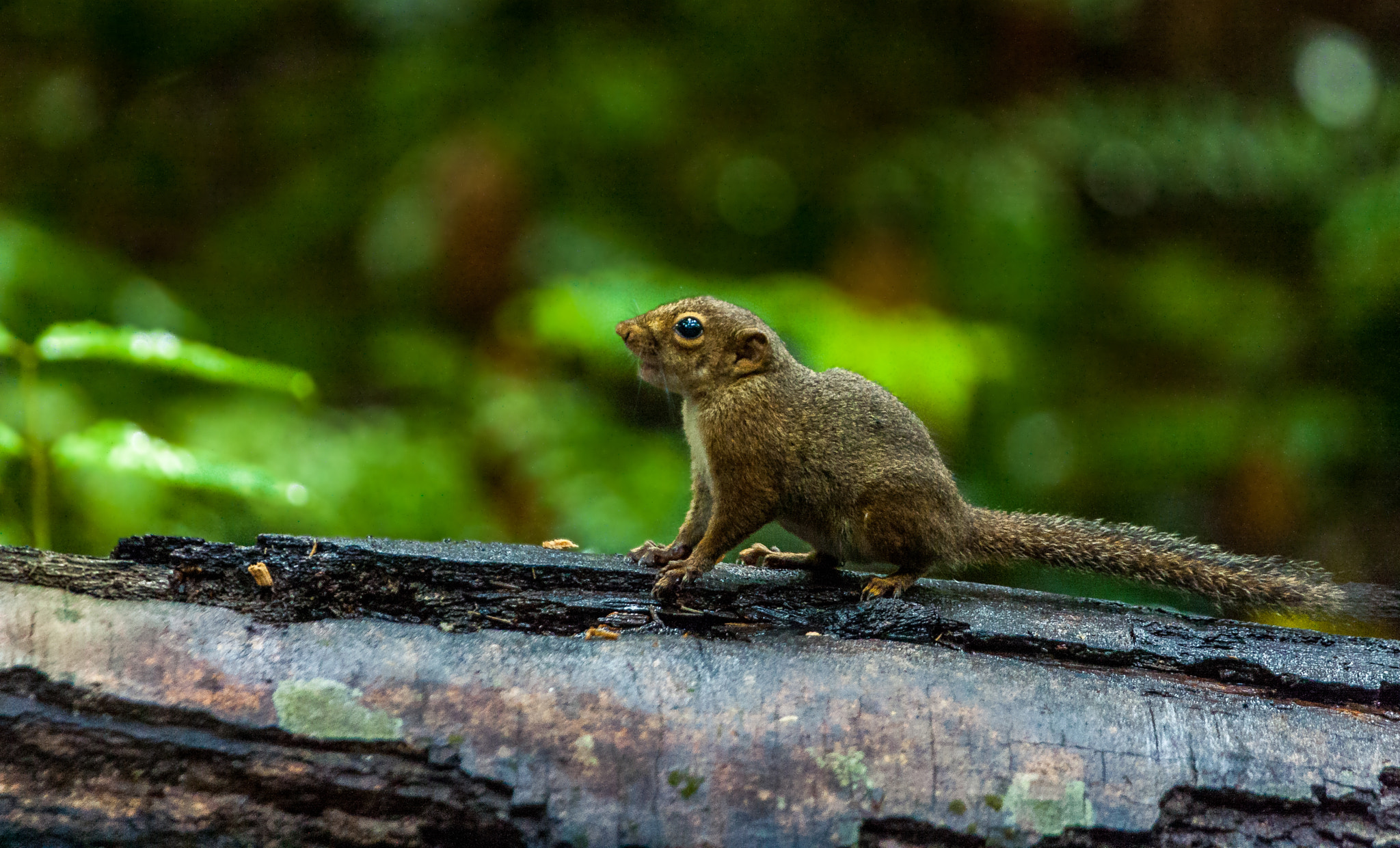 Canon EOS 40D + Canon EF 100-400mm F4.5-5.6L IS USM sample photo. Squirrel photography