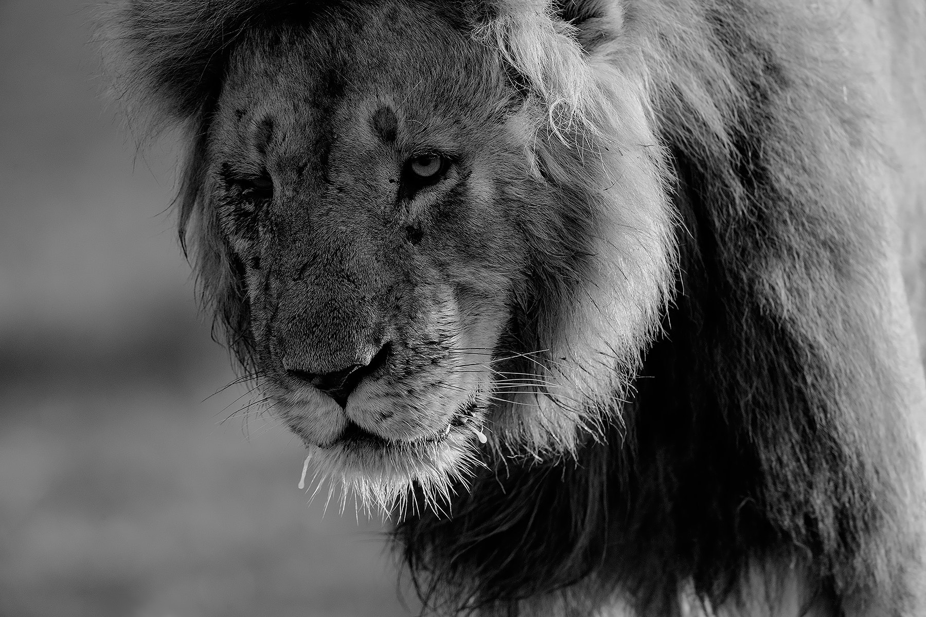 Canon EF 600mm F4L IS II USM sample photo. Strolling photography