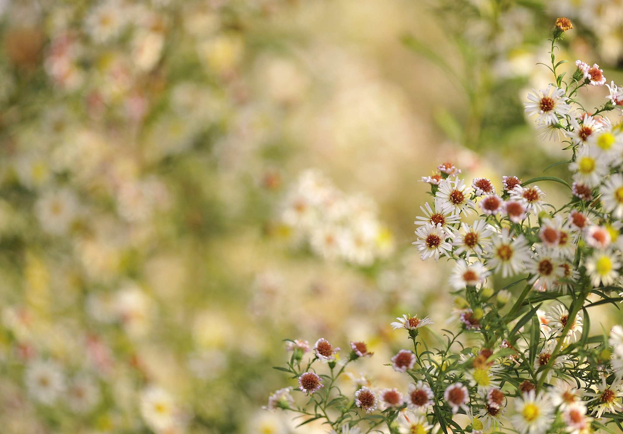 Nikon D700 + Nikon AF-S Nikkor 300mm F4D ED-IF sample photo. Flowers photography