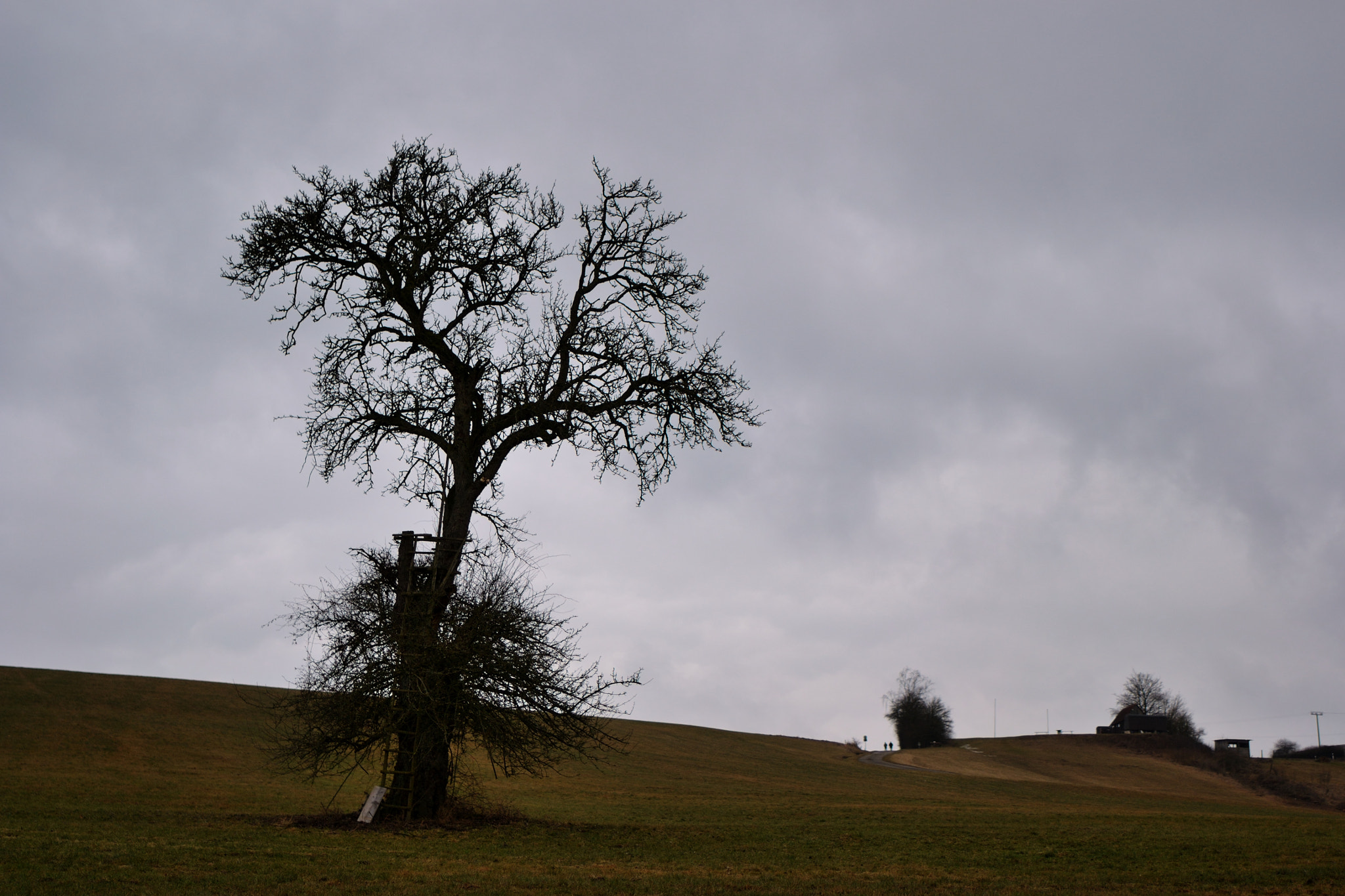 Nikon D3100 + Tamron SP 35mm F1.8 Di VC USD sample photo. Grasping life 2 photography