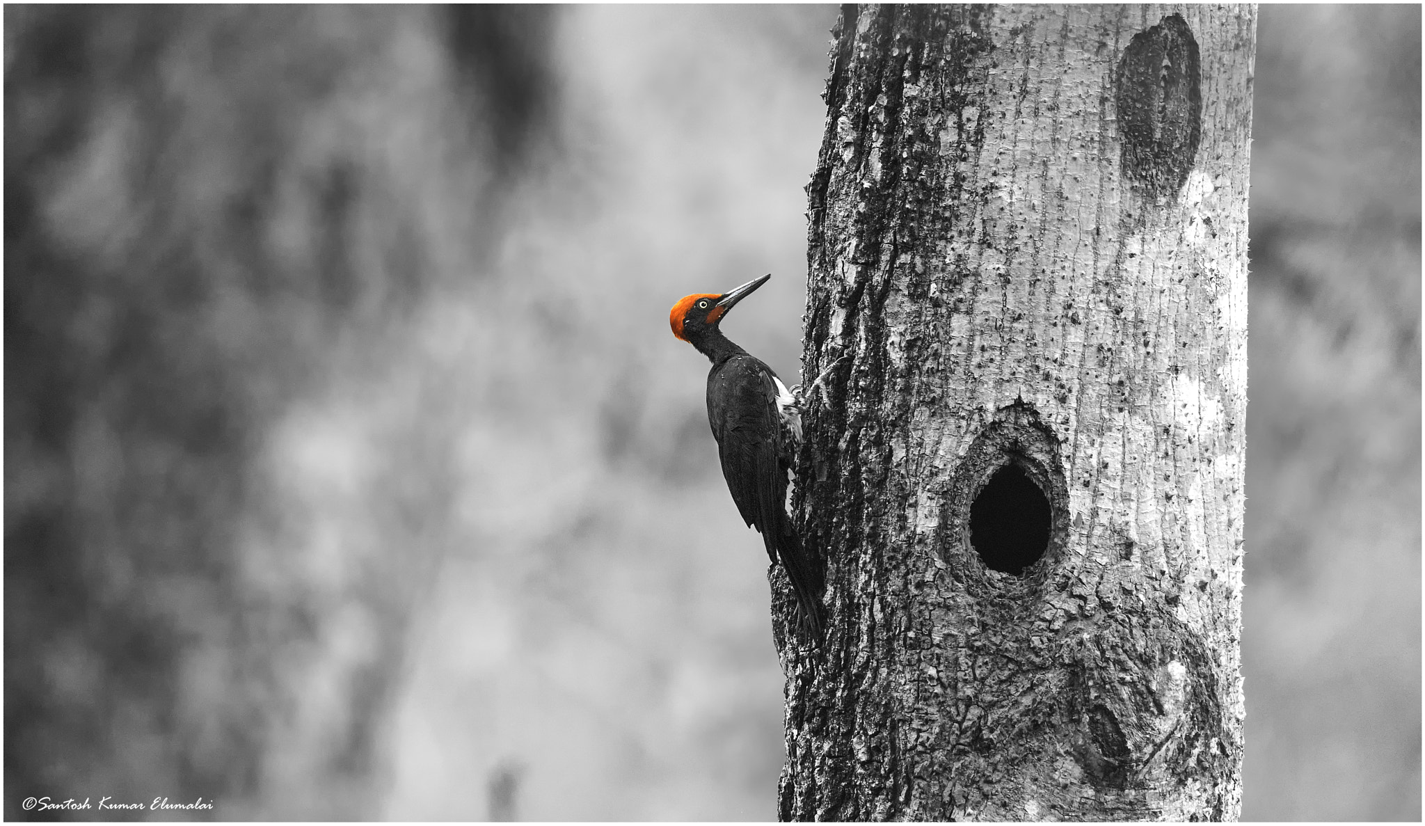 Canon EF 500mm F4L IS II USM sample photo. White bellied woodpecker photography