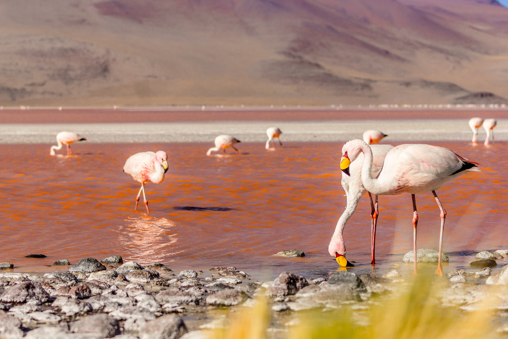 Canon EOS 60D + EF75-300mm f/4-5.6 sample photo. Two flamingos in orange photography