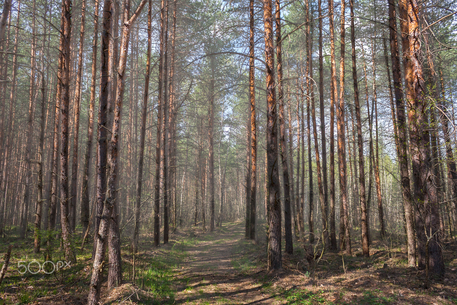 Canon EF-S 18-55mm F3.5-5.6 IS sample photo. Footpath in the pine wood photography