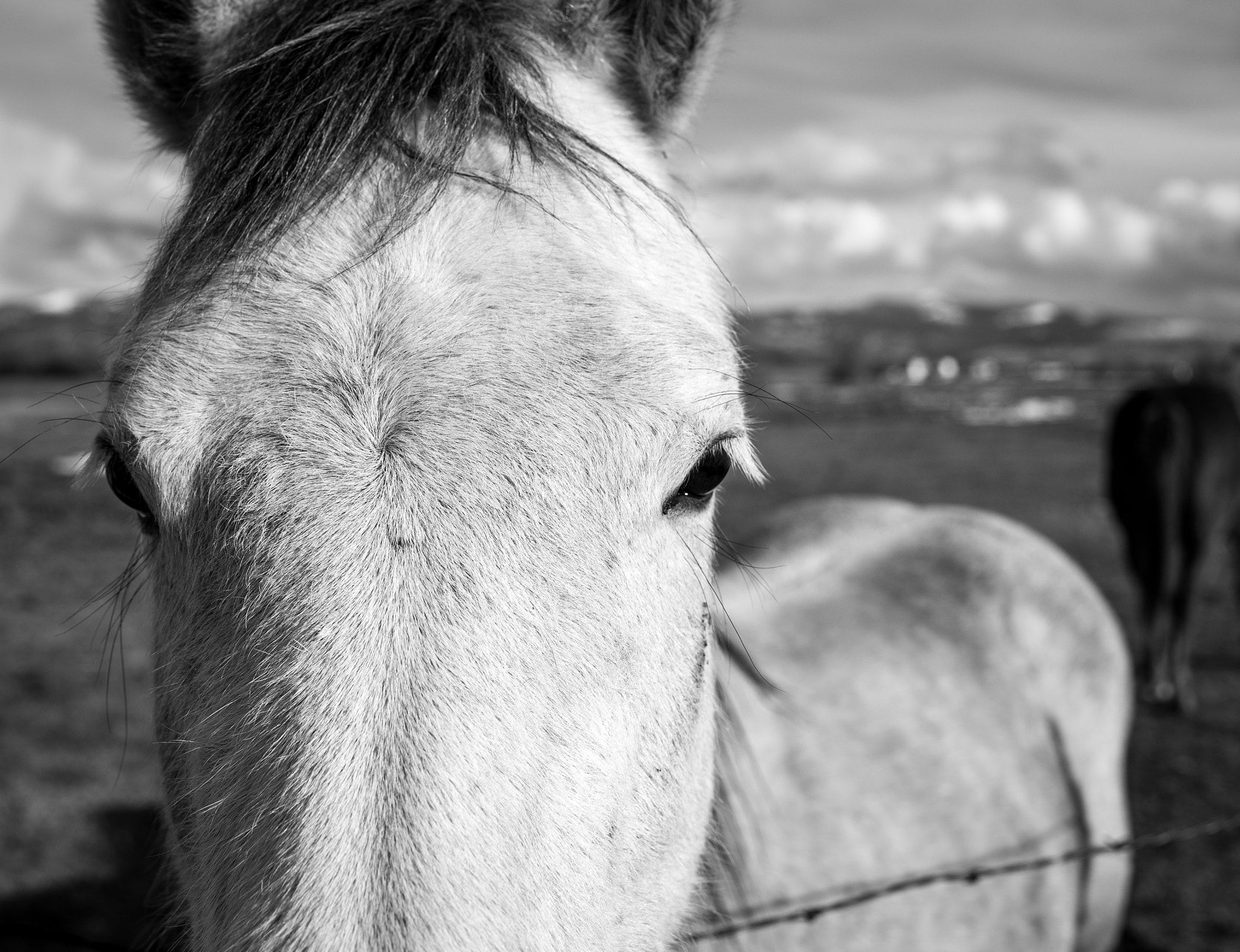 Nikon D750 + Nikon AF-S Nikkor 35mm F1.8G ED sample photo. Horse talk photography