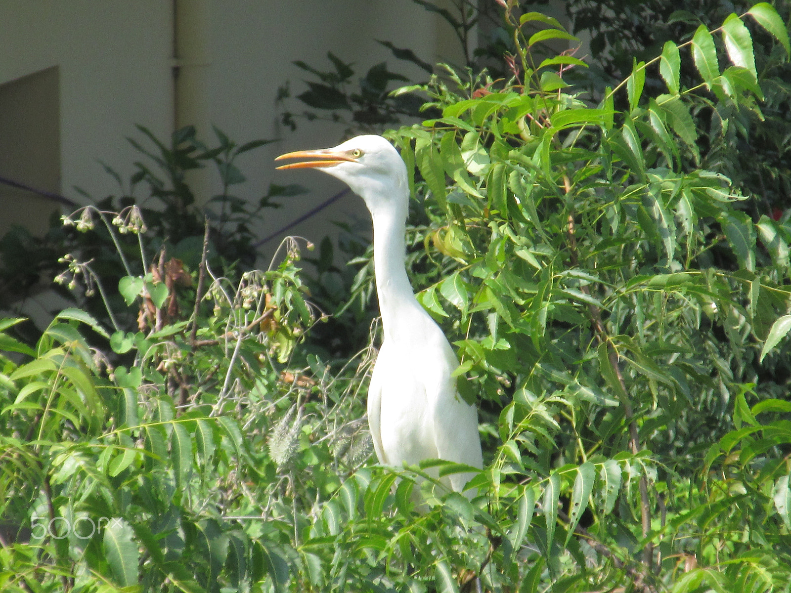 Canon PowerShot ELPH 340 HS (IXUS 265 HS / IXY 630) sample photo. The crane photography