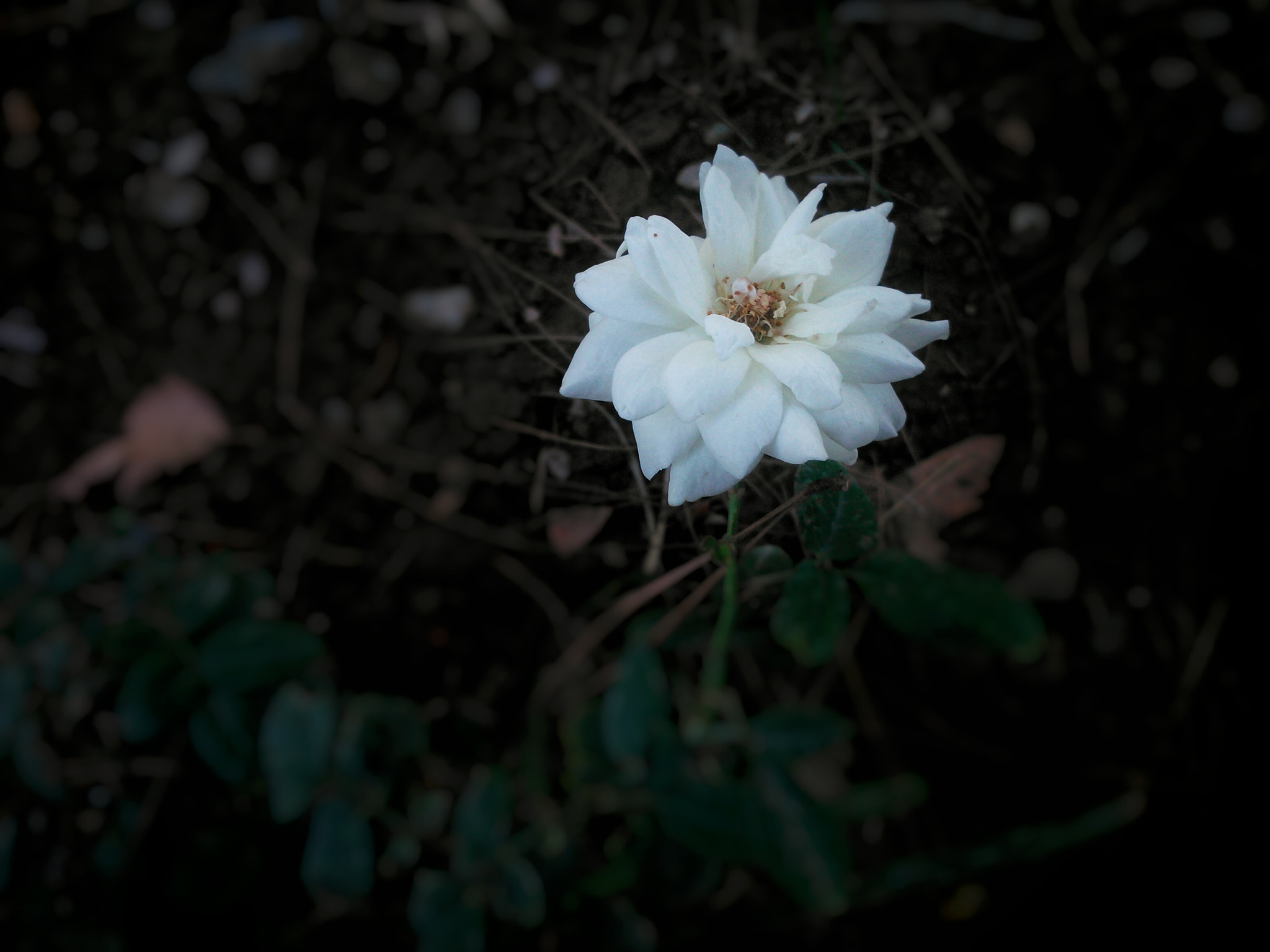 Sony Xperia L sample photo