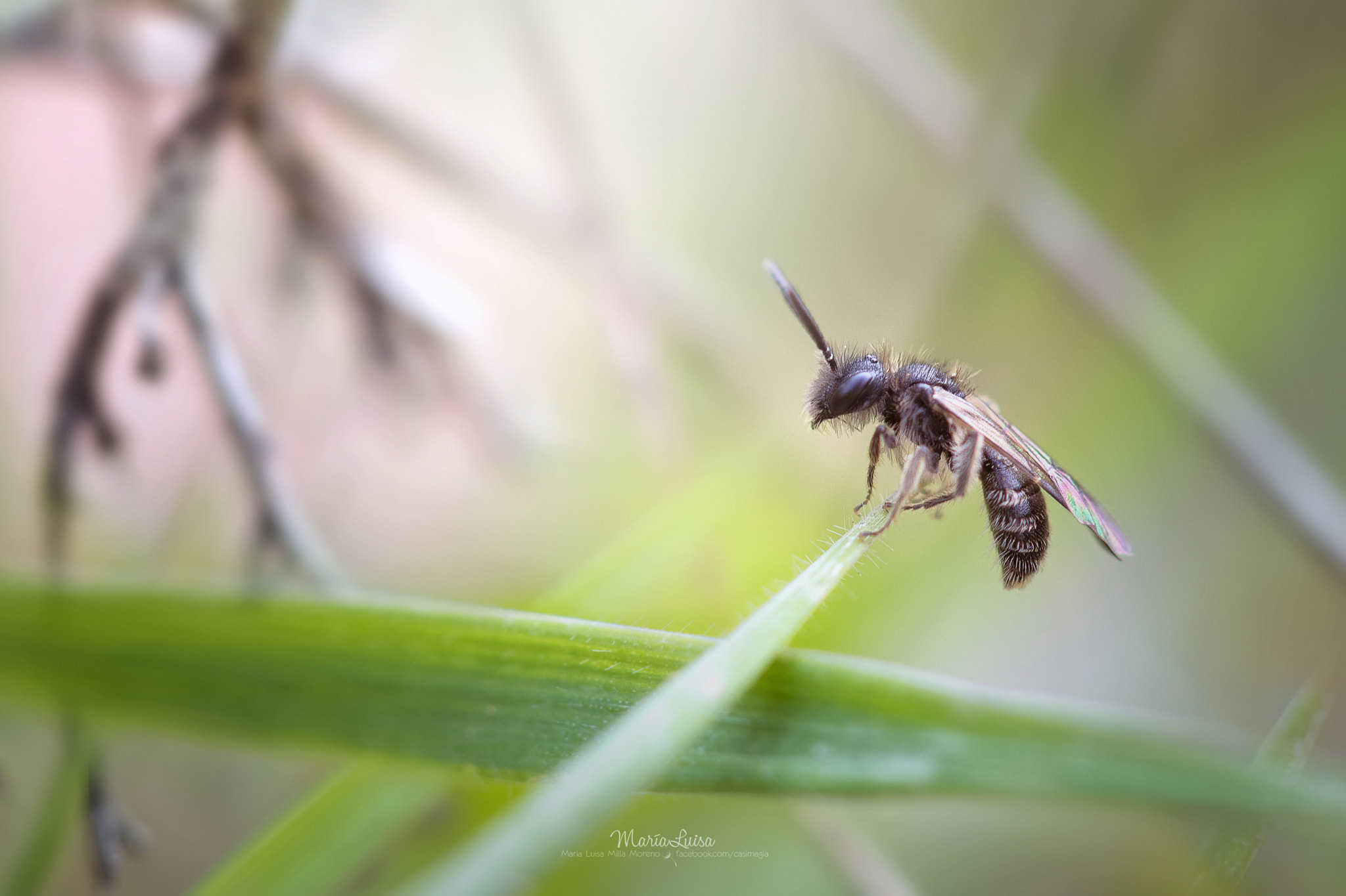 Canon EF 100mm F2.8 Macro USM sample photo. The wirewalker photography