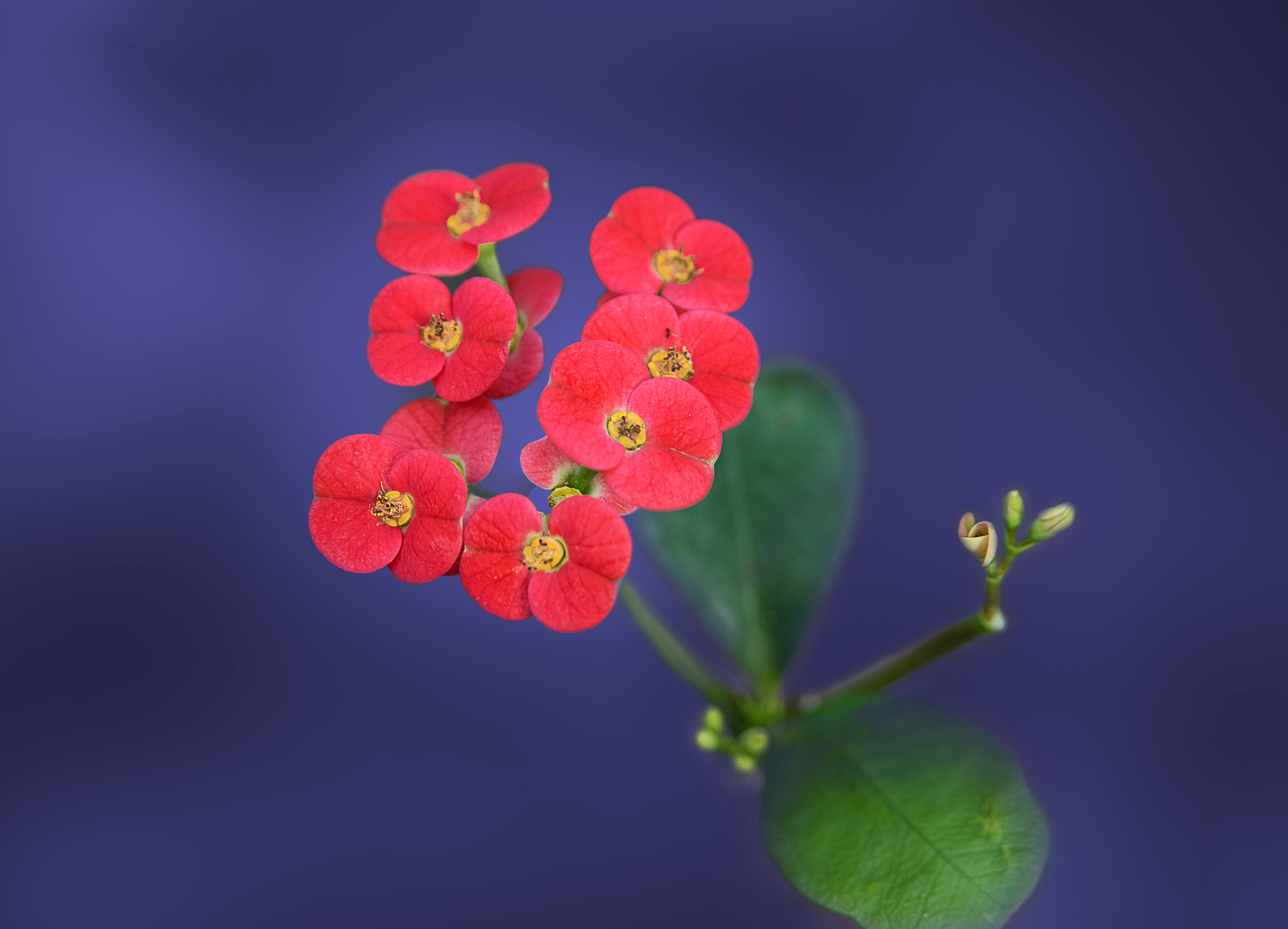 AF Zoom-Nikkor 28-105mm f/3.5-4.5D IF sample photo. A little flower photography