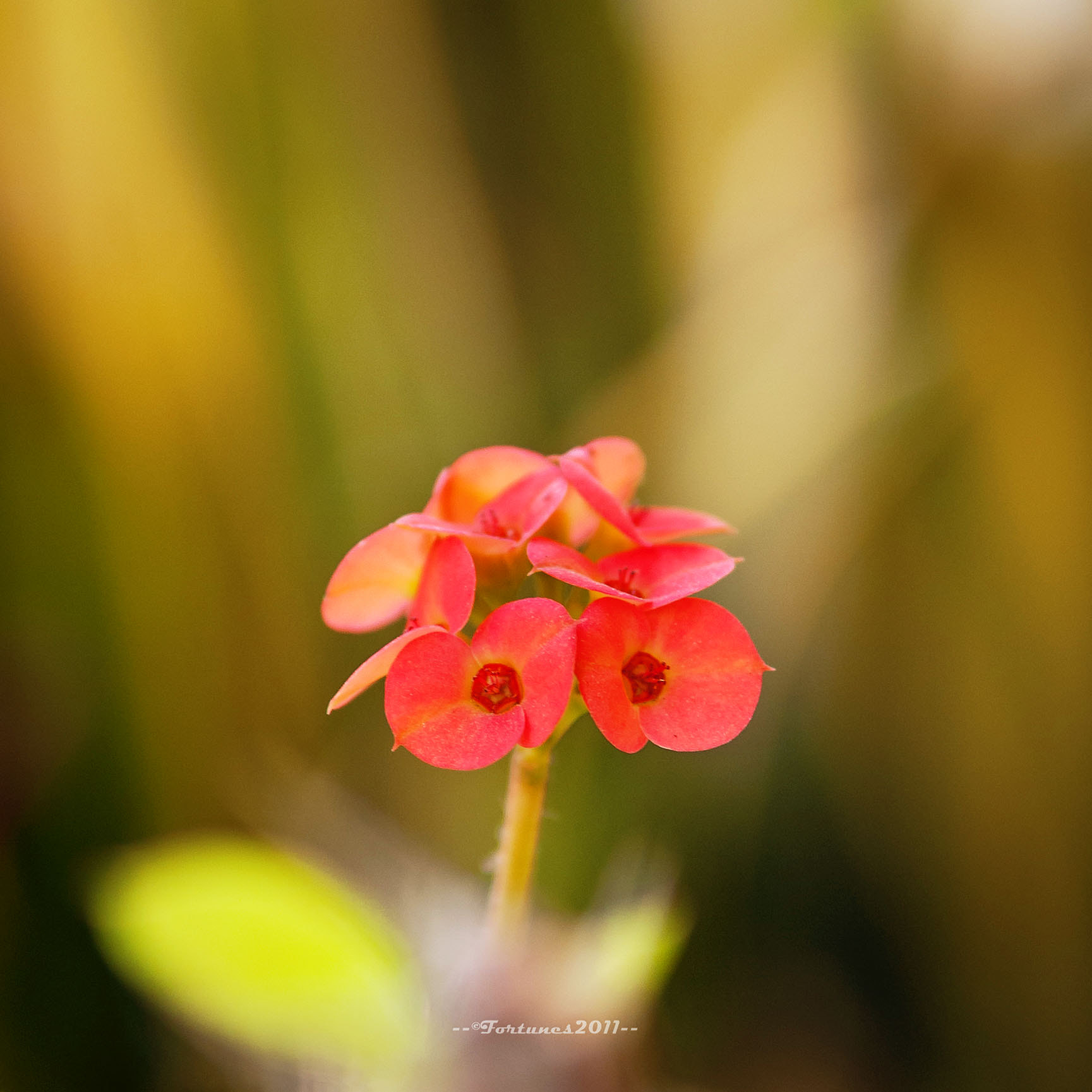 Nikon D80 sample photo. Flower photography