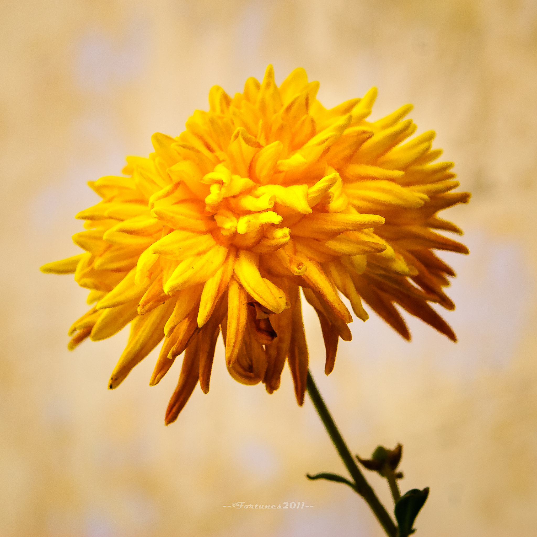 Nikon D80 sample photo. Flower photography